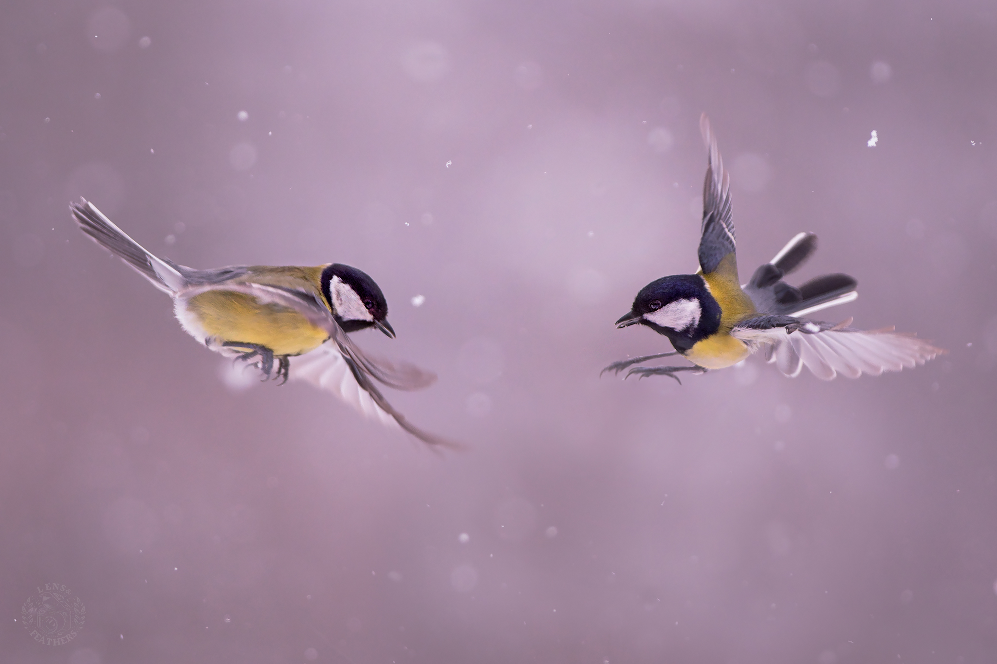 , Евгени Стефанов