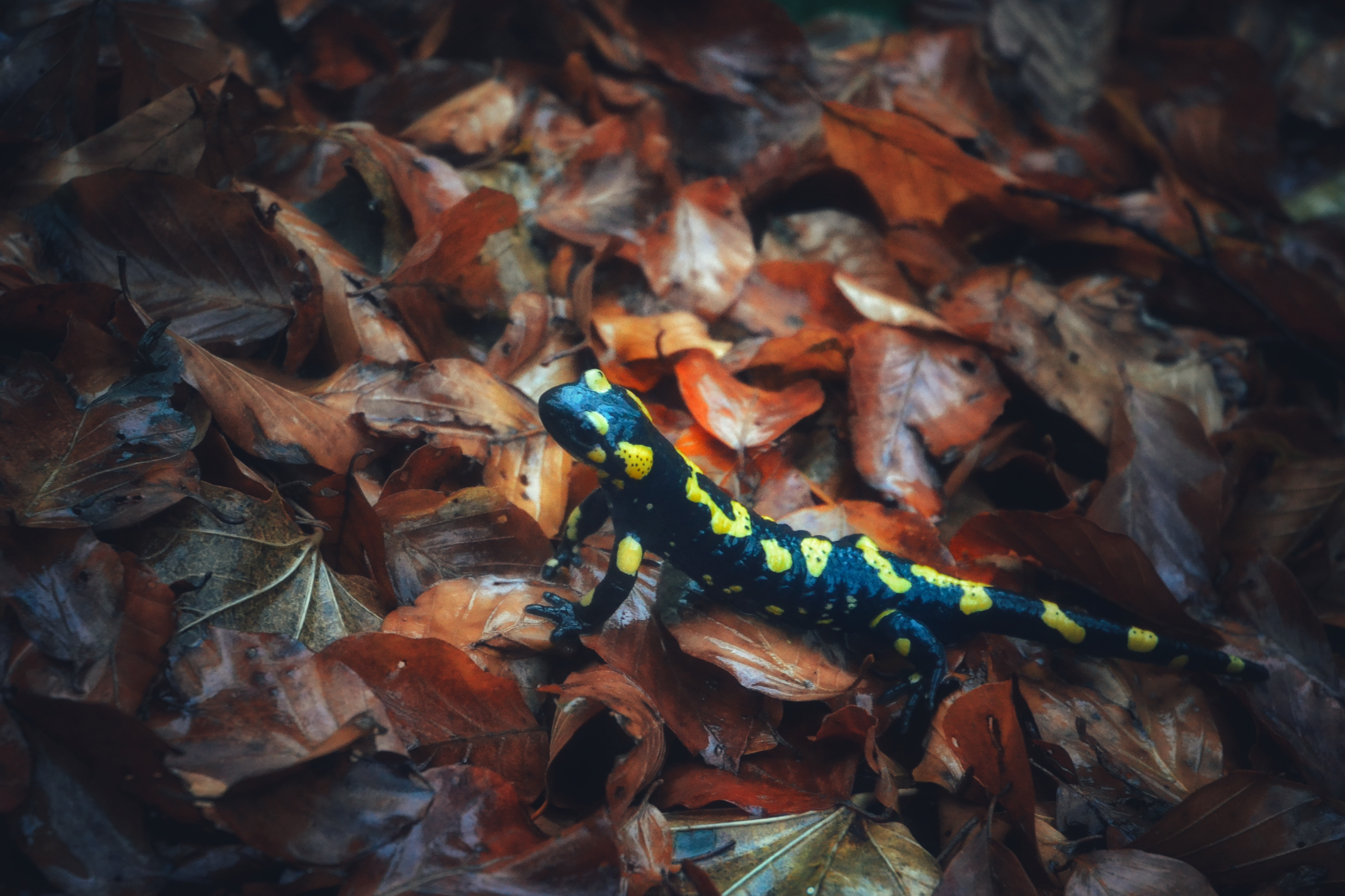 , Юлияна Стоянова