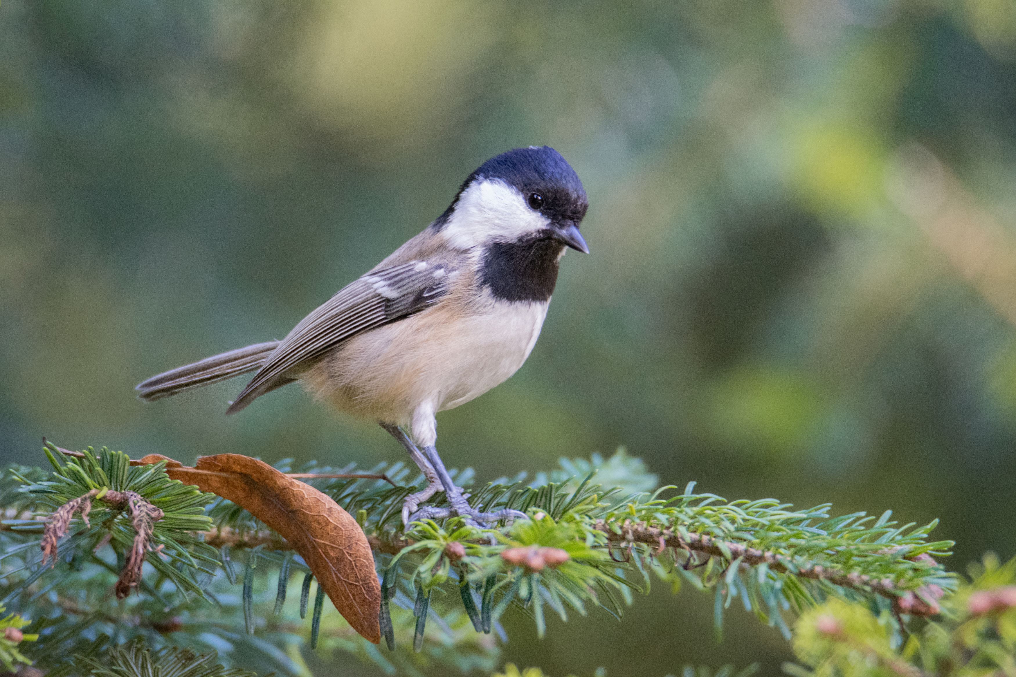 московка,periparus ater, Ветренко Денис