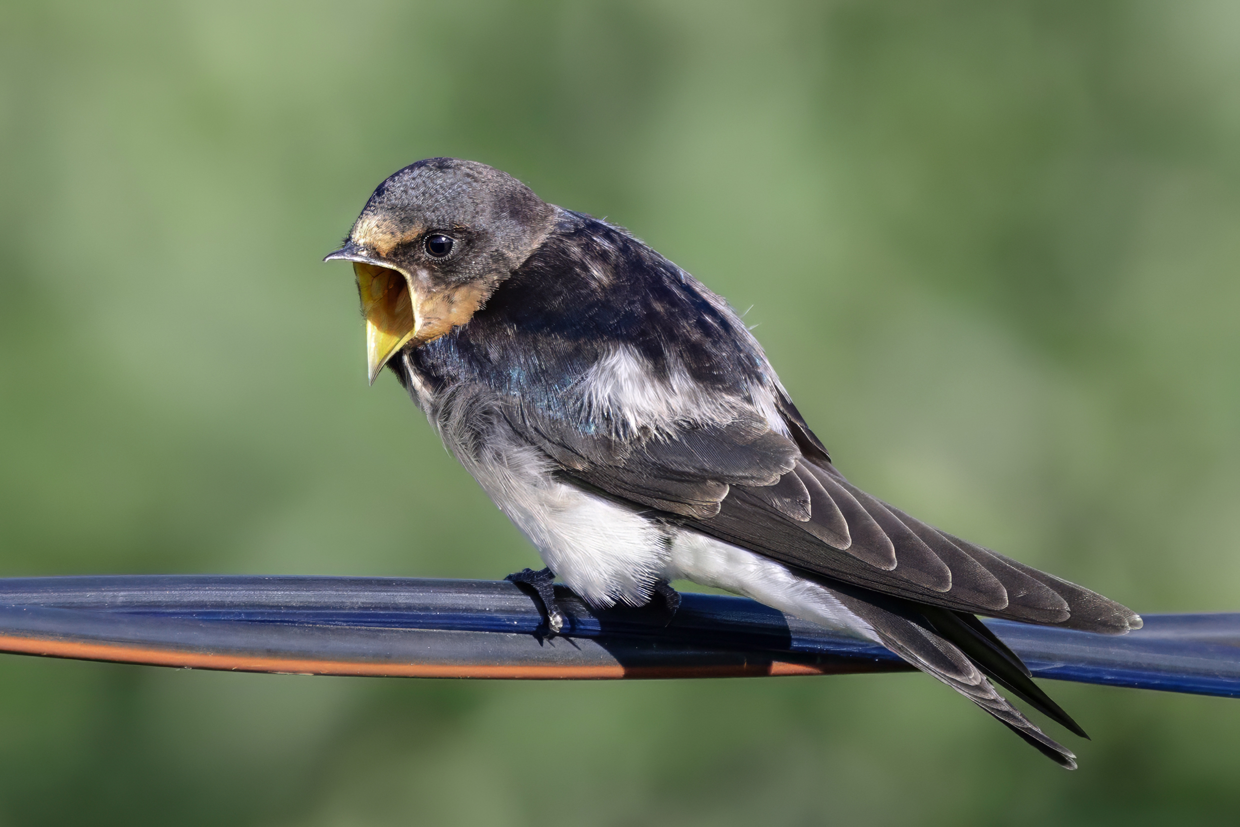 ласточка, слёток, птицы, Abdalova Tatiana