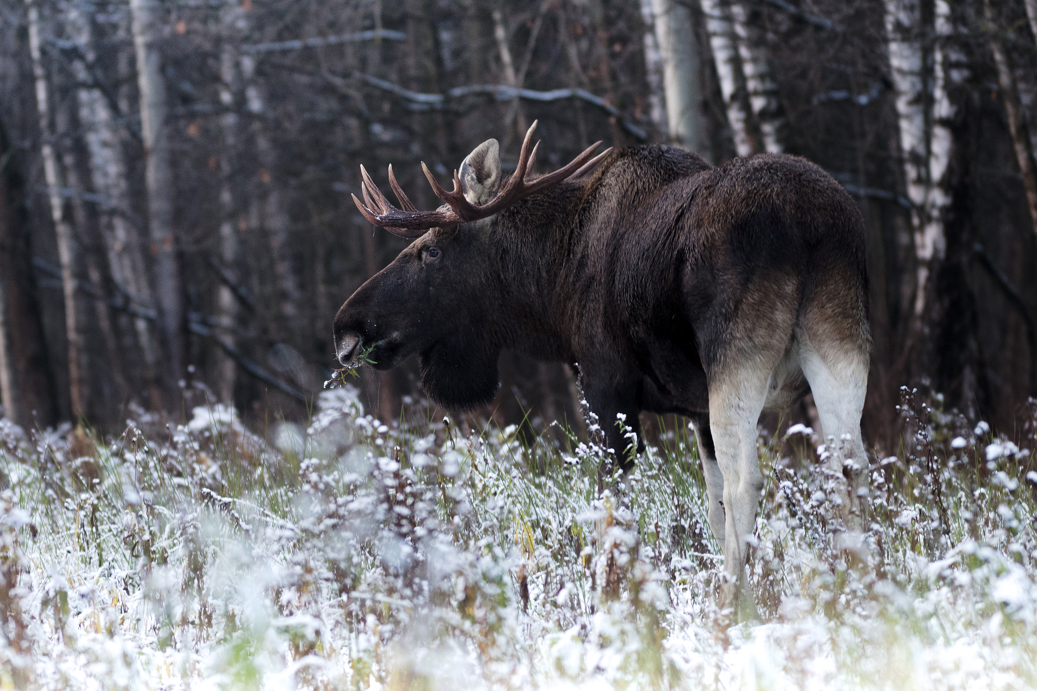 , Павел Ныриков
