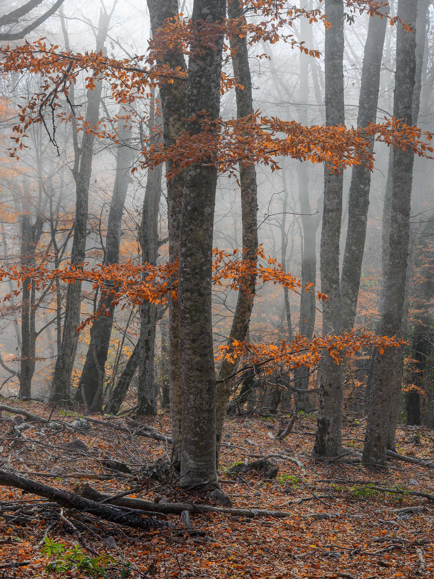 , Гусаченко Андрей