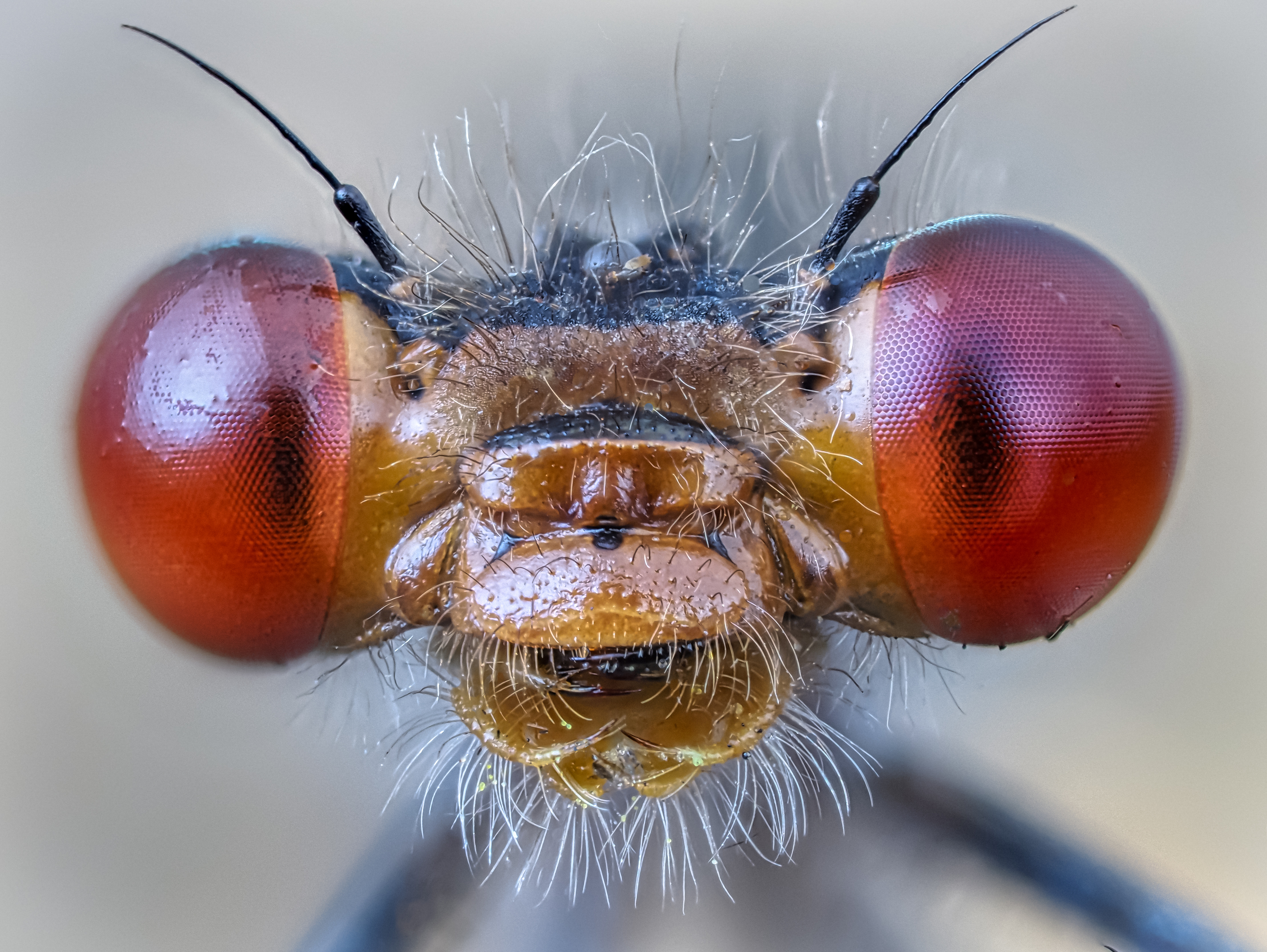 , Олег Савицкий