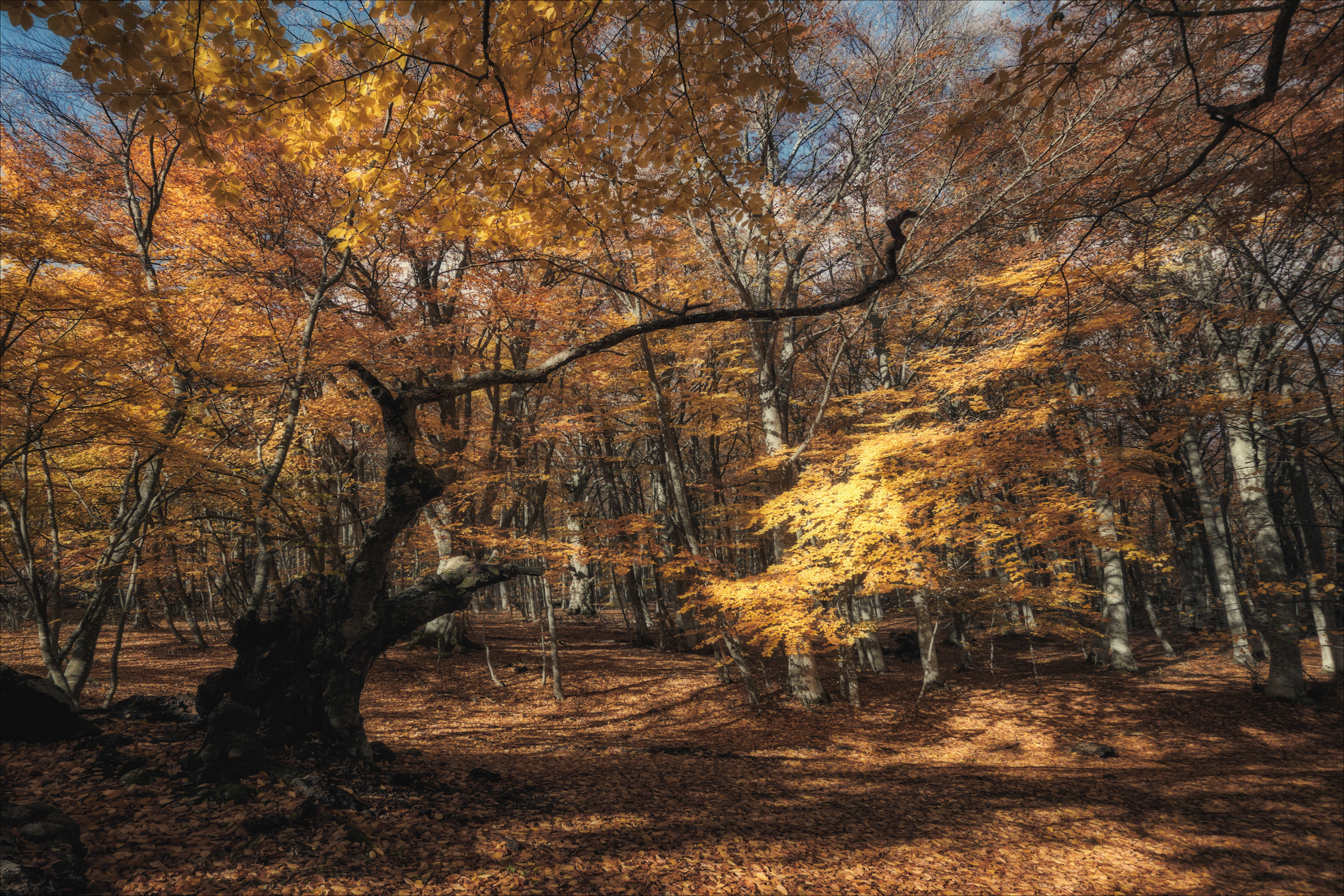 , Богорянов Алексей