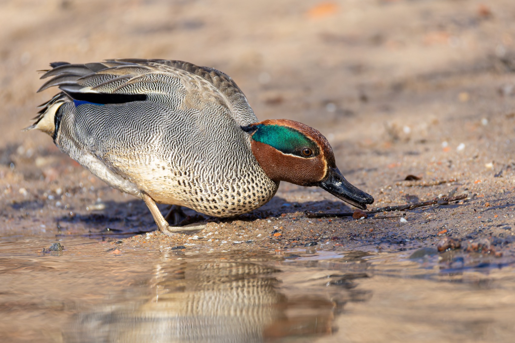 чирок-свистунок, чирок свистунок, чирок, свистунок, птицы, утка, Ruslan Pl