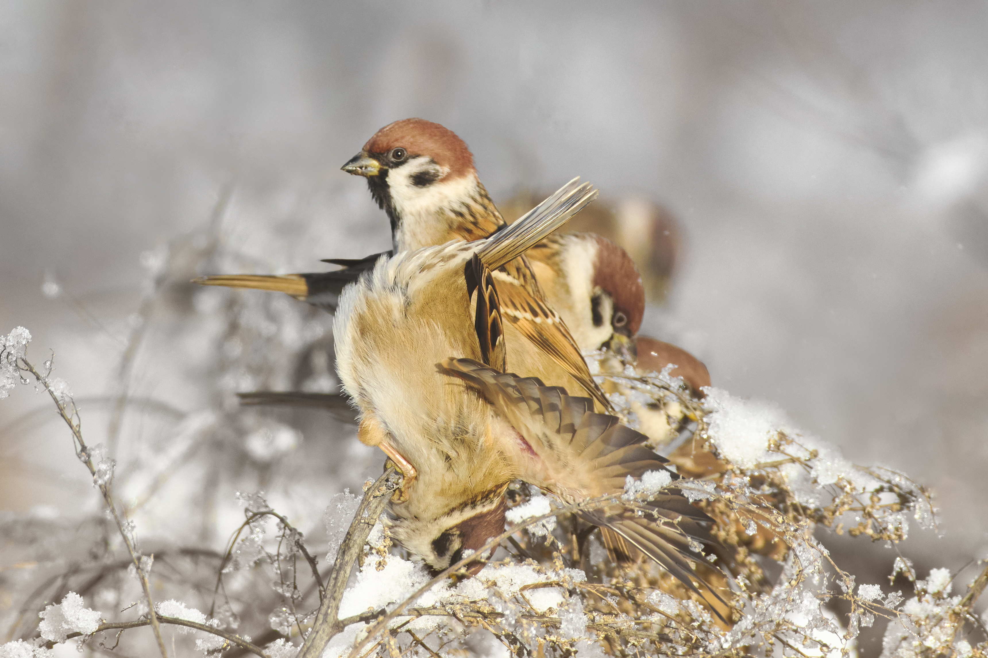 полевой воробей, tree sparrow, Passer montanus, птица, дикая природа, sparrow, птицы России, birdwatching, nature, wildlife photography, close-up bird, Полина Шальнева