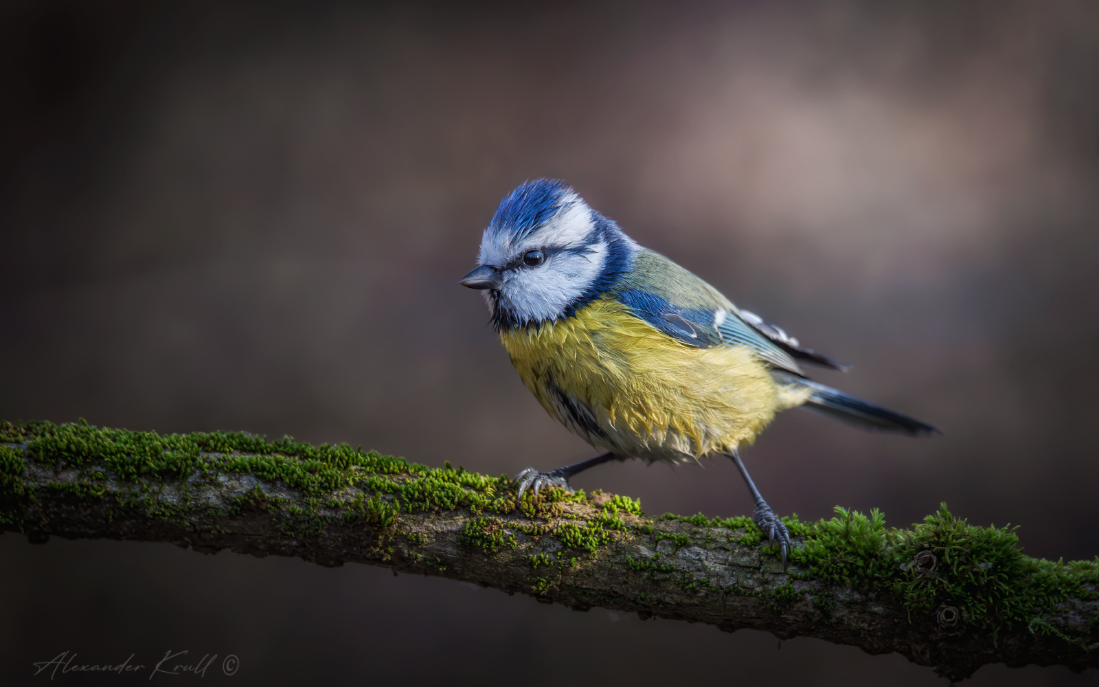 синица, лазоревка, обыкновенная лазоревка, cyanistes caeruleus, Круль Александр