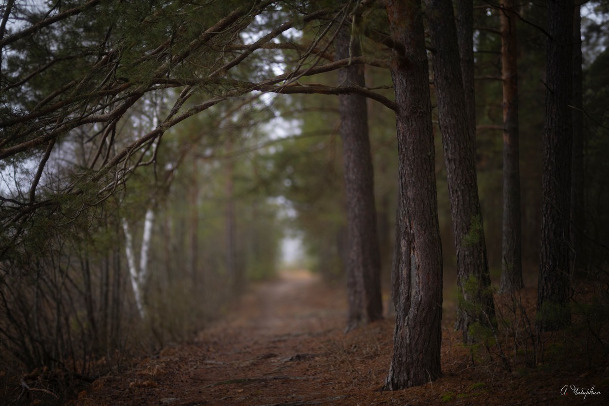 зимний пейзаж без снега, Чибиркин Александр