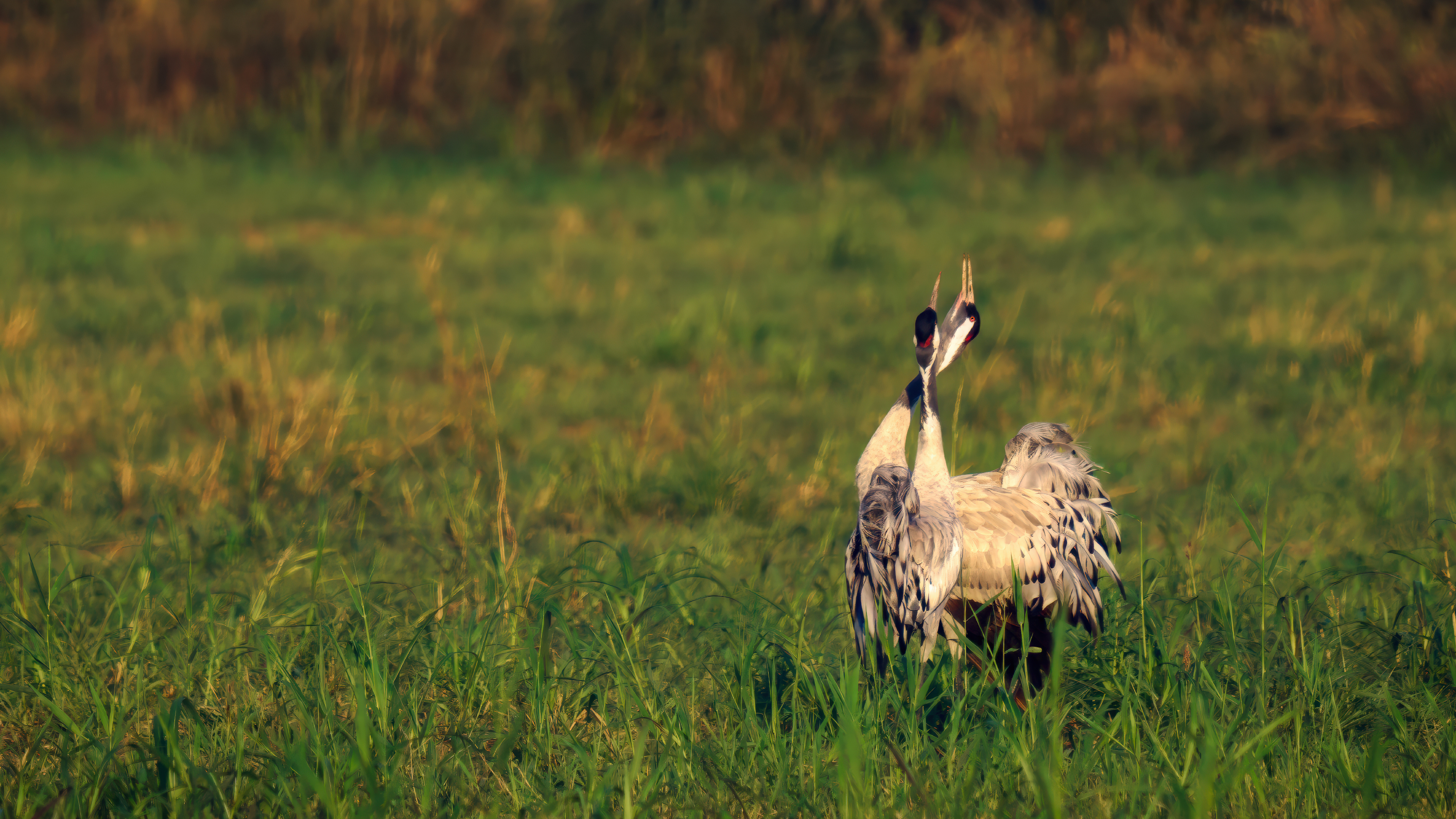 , Евгений Шварцман