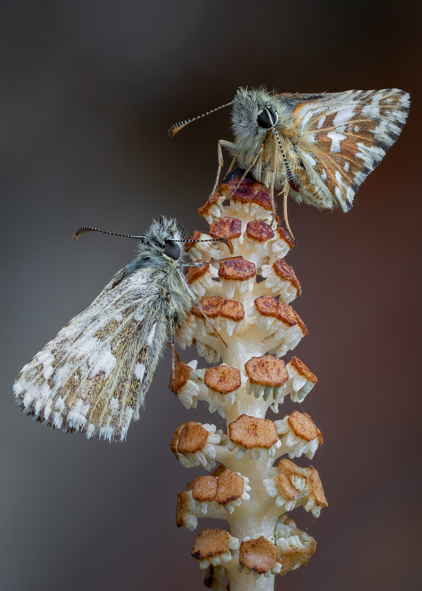 , Кузнецов Дмитрий