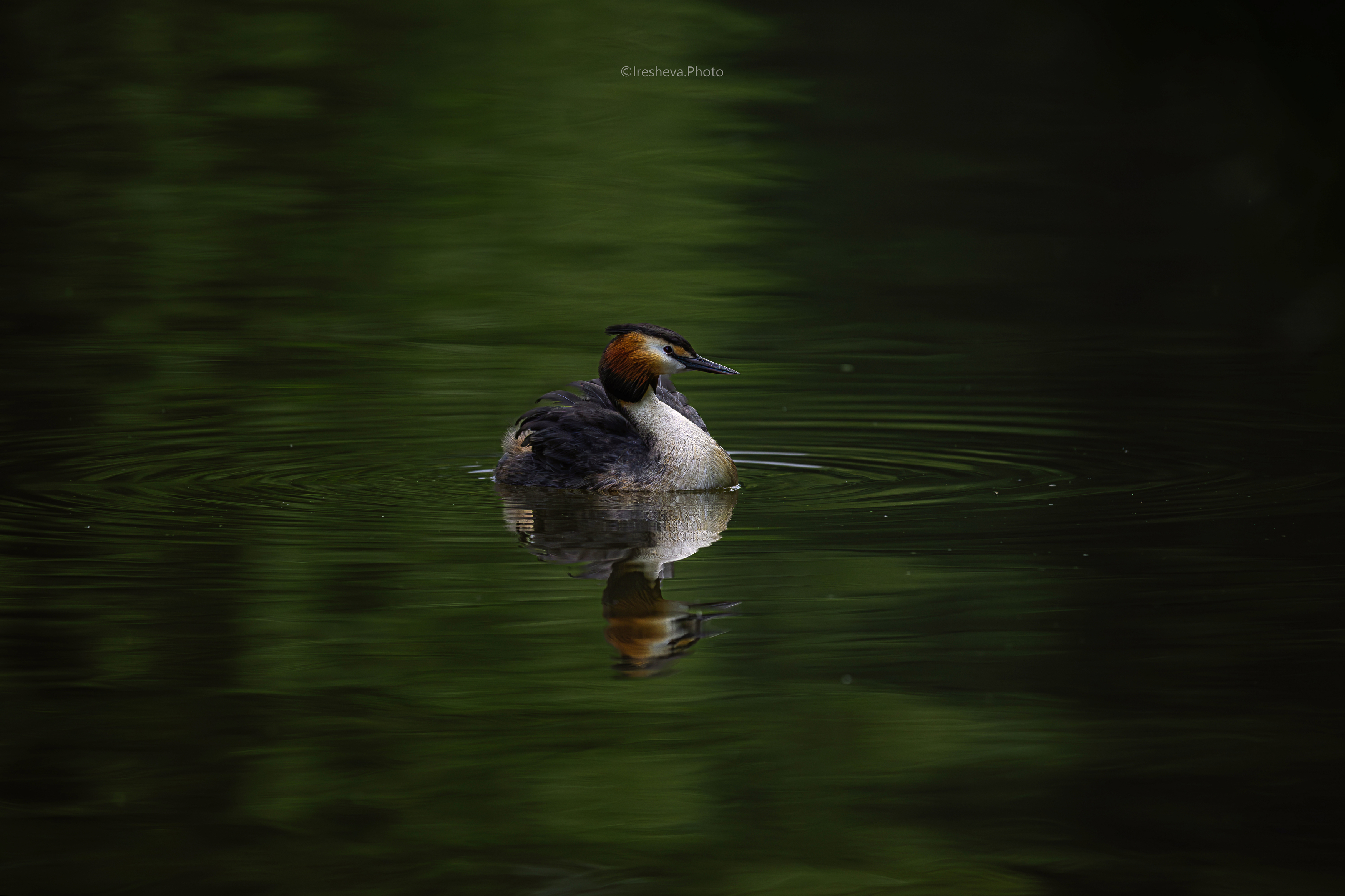 Чомга, птица, Большая поганка, Ирешева Мария