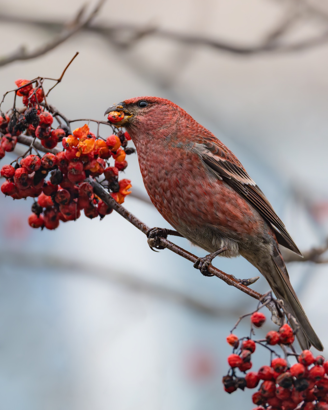 щур, птицы, Ruslan Pl