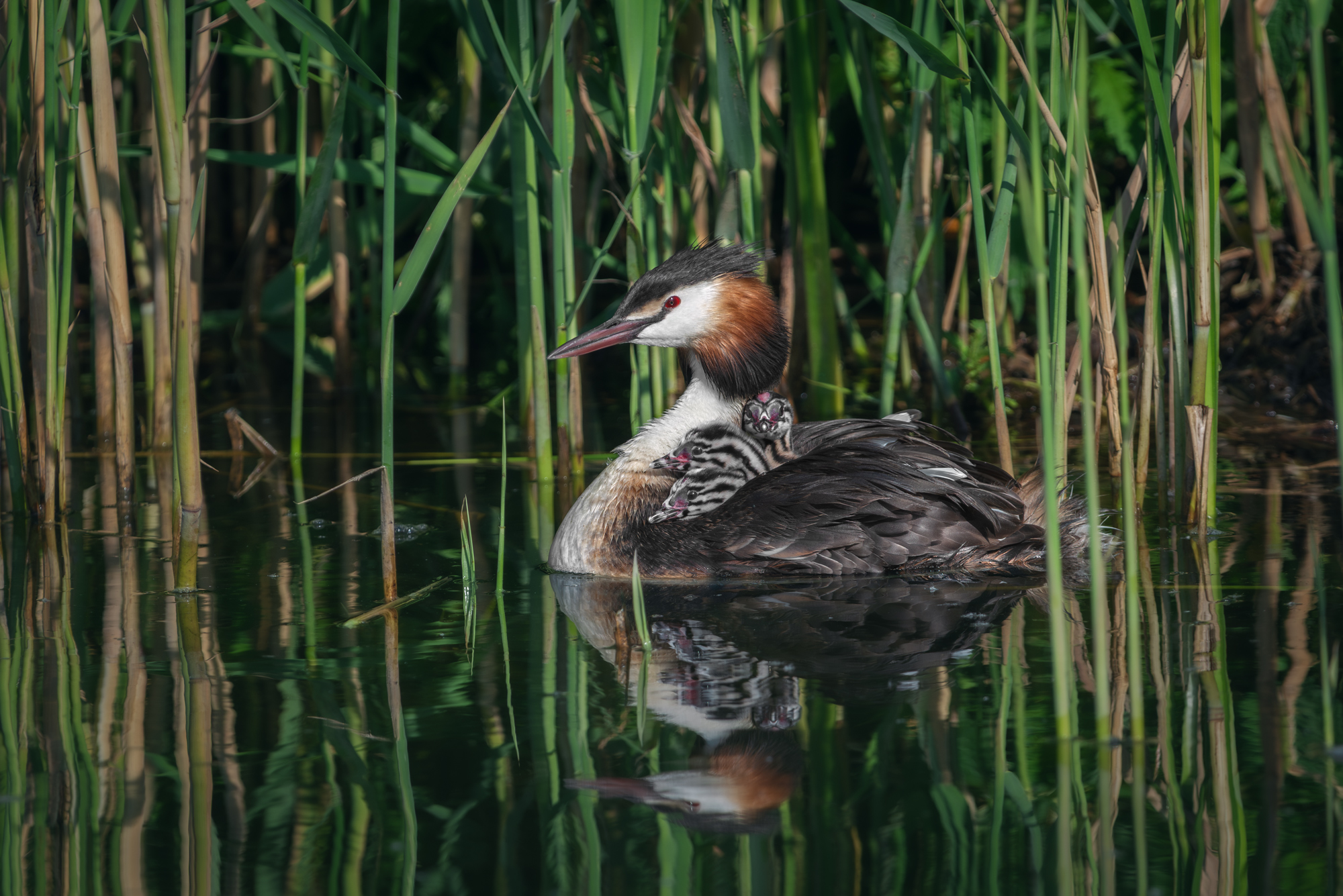 большая поганка, чомга, podiceps cristatus, great crested grebe, Наталья Паклина