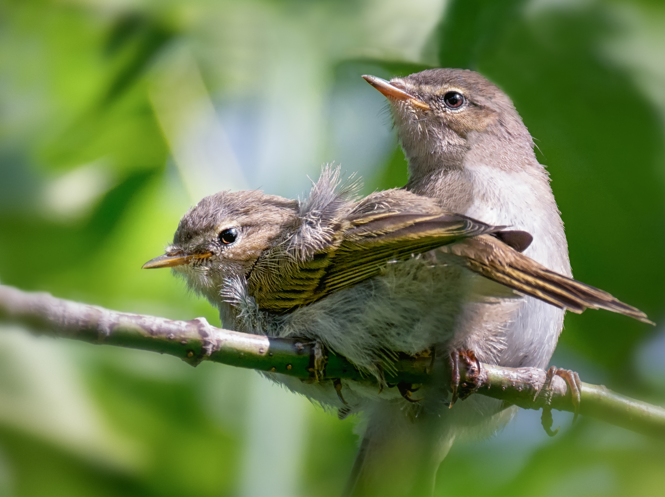 птица, пеночка, птенец,, Мочалова Марина