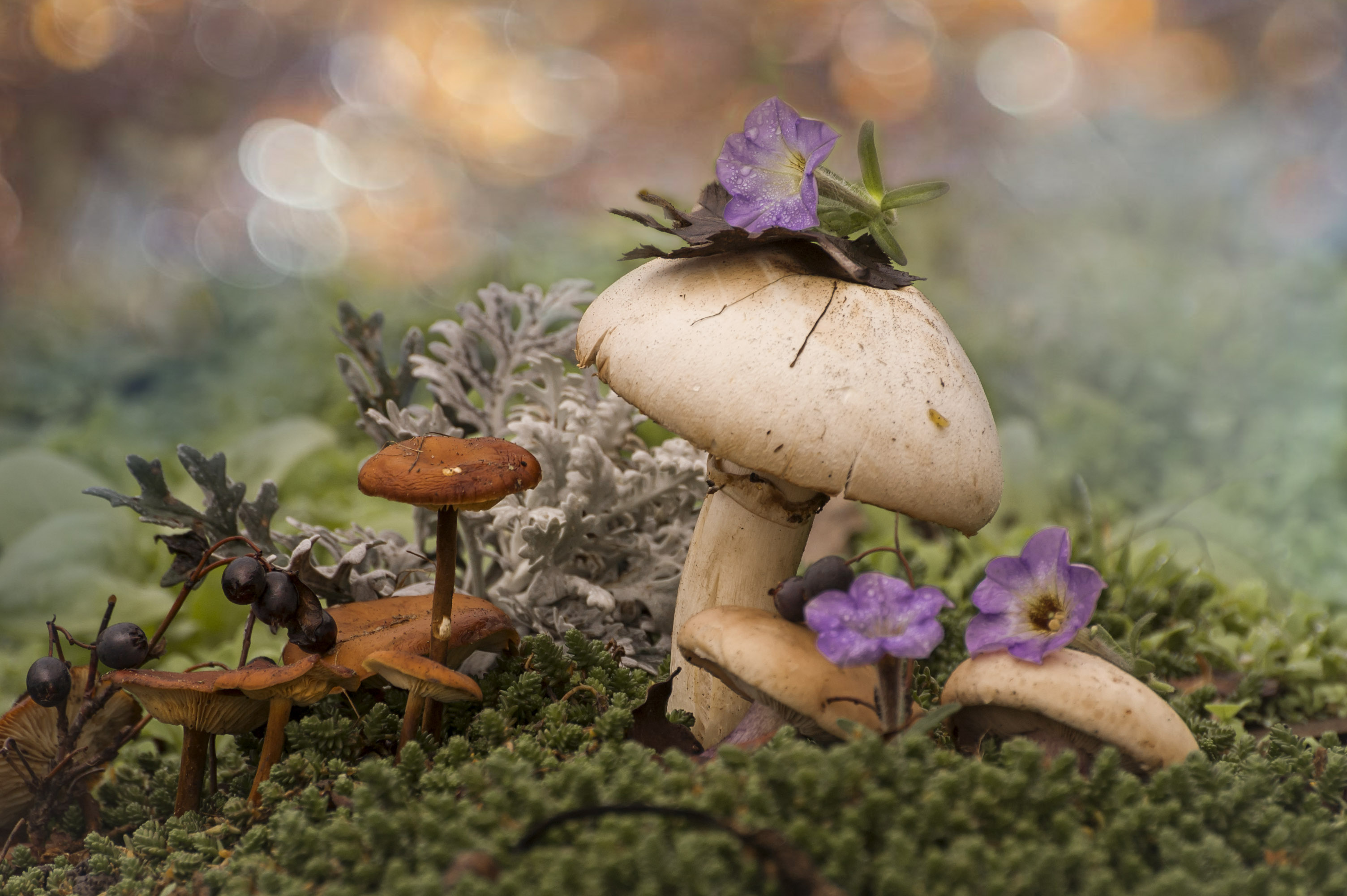 грибы, осень, петунья, листья, шампиньон, Зимина Лионелла