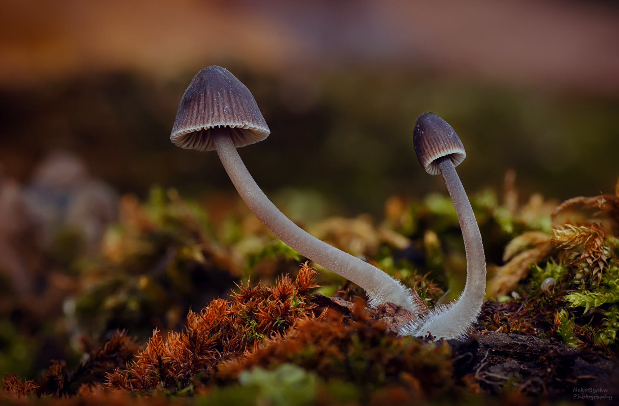 макро, природа, растения, мох, грибы, macro, nature, plants, moss, mushrooms,, Тараненко Анжелика
