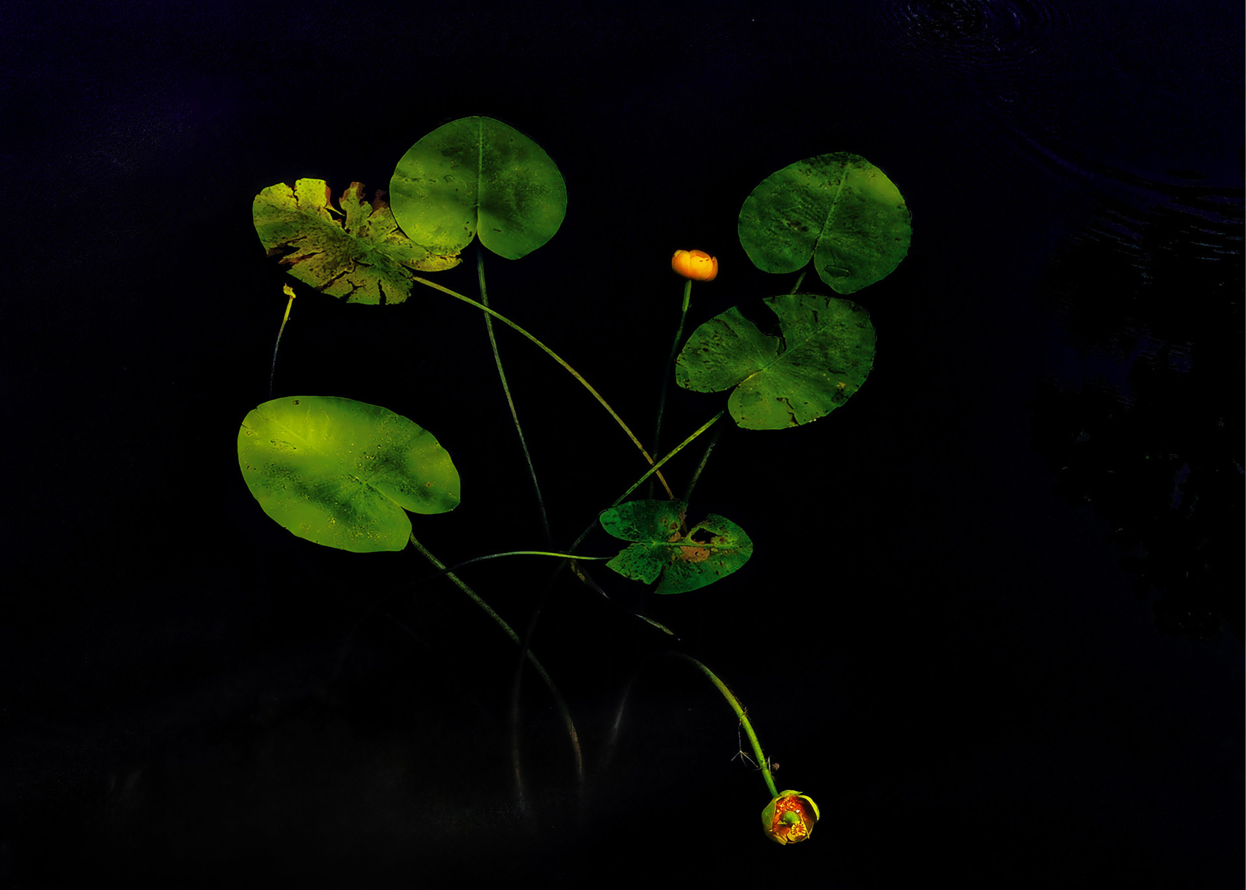 , Дьяченко Алёна