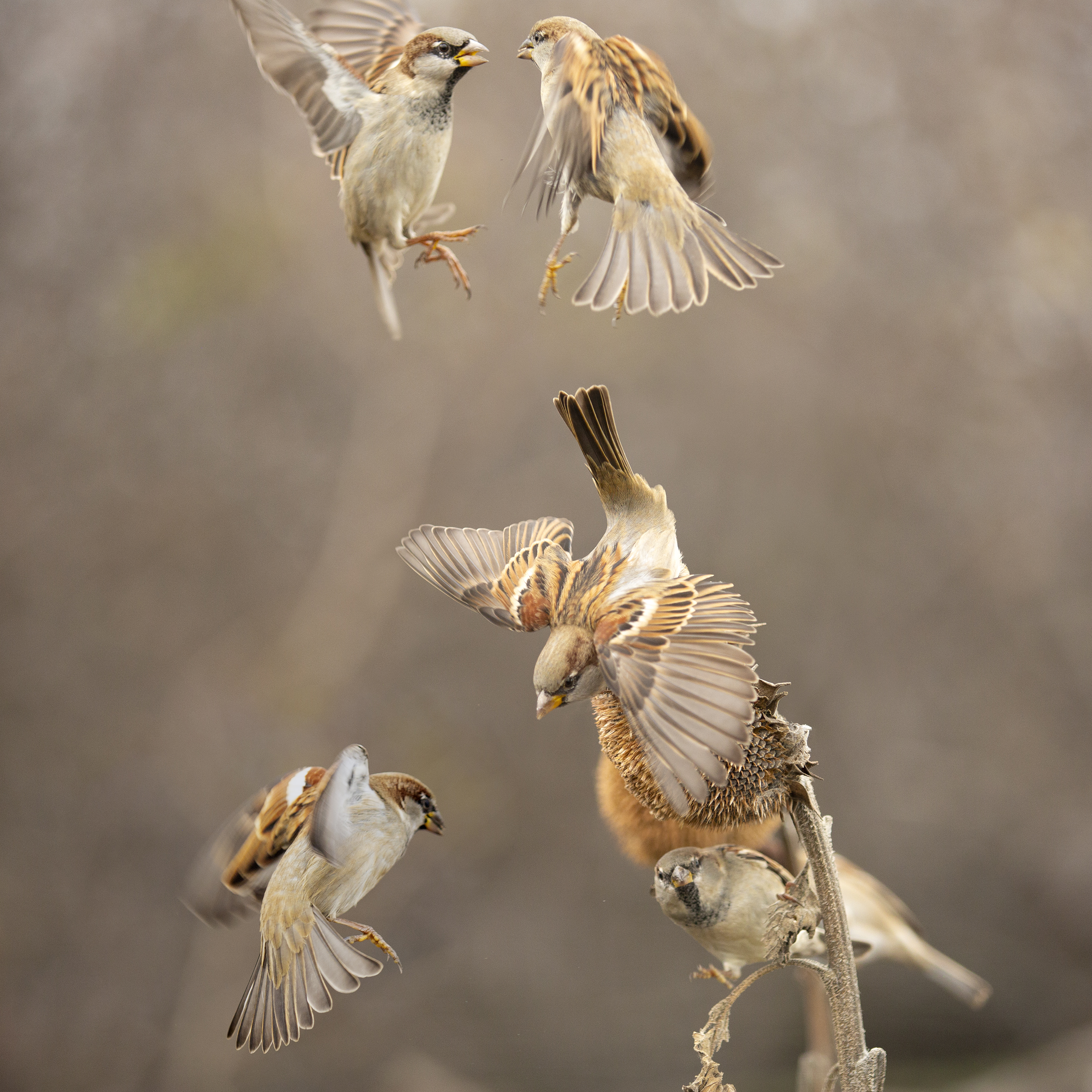 природа, Валерий Черняк