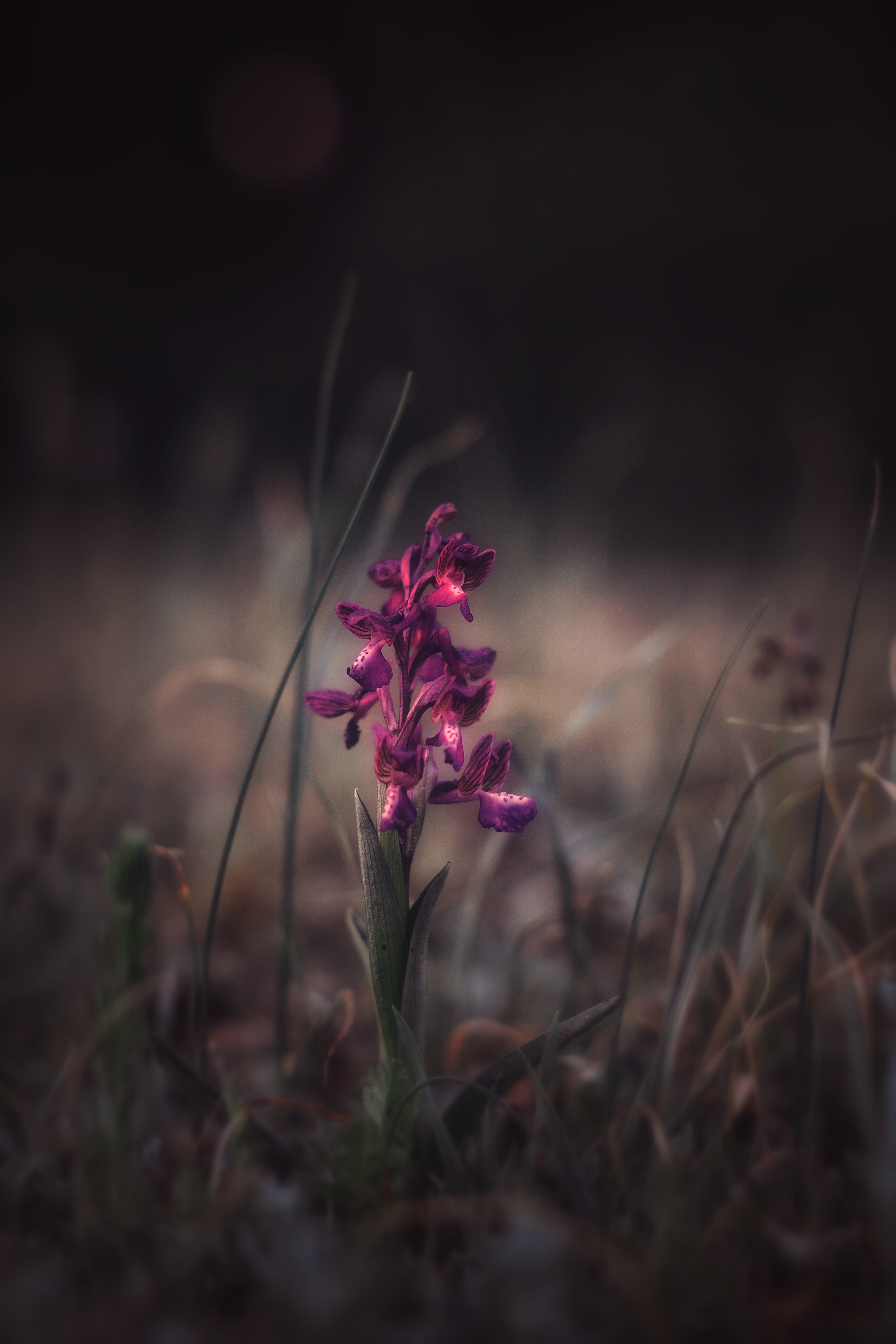 , Юлияна Стоянова