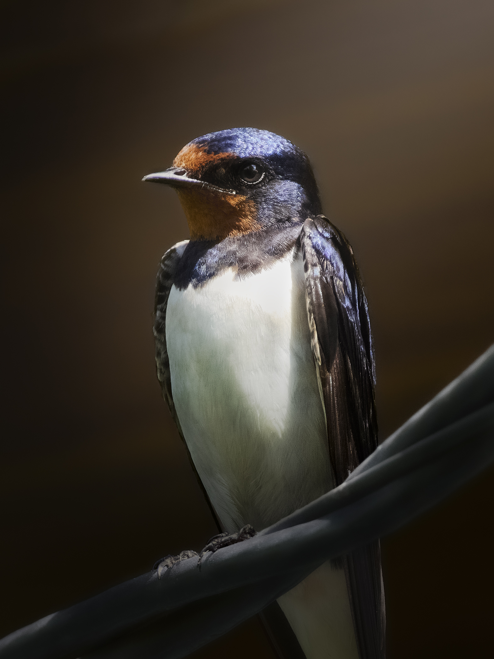 деревенская ласточка, Hirundo rustica, barn swallow, птица, дикая природа, полевые птицы, wildlife photography, birdwatching, птицы России, close-up bird, Полина Шальнева
