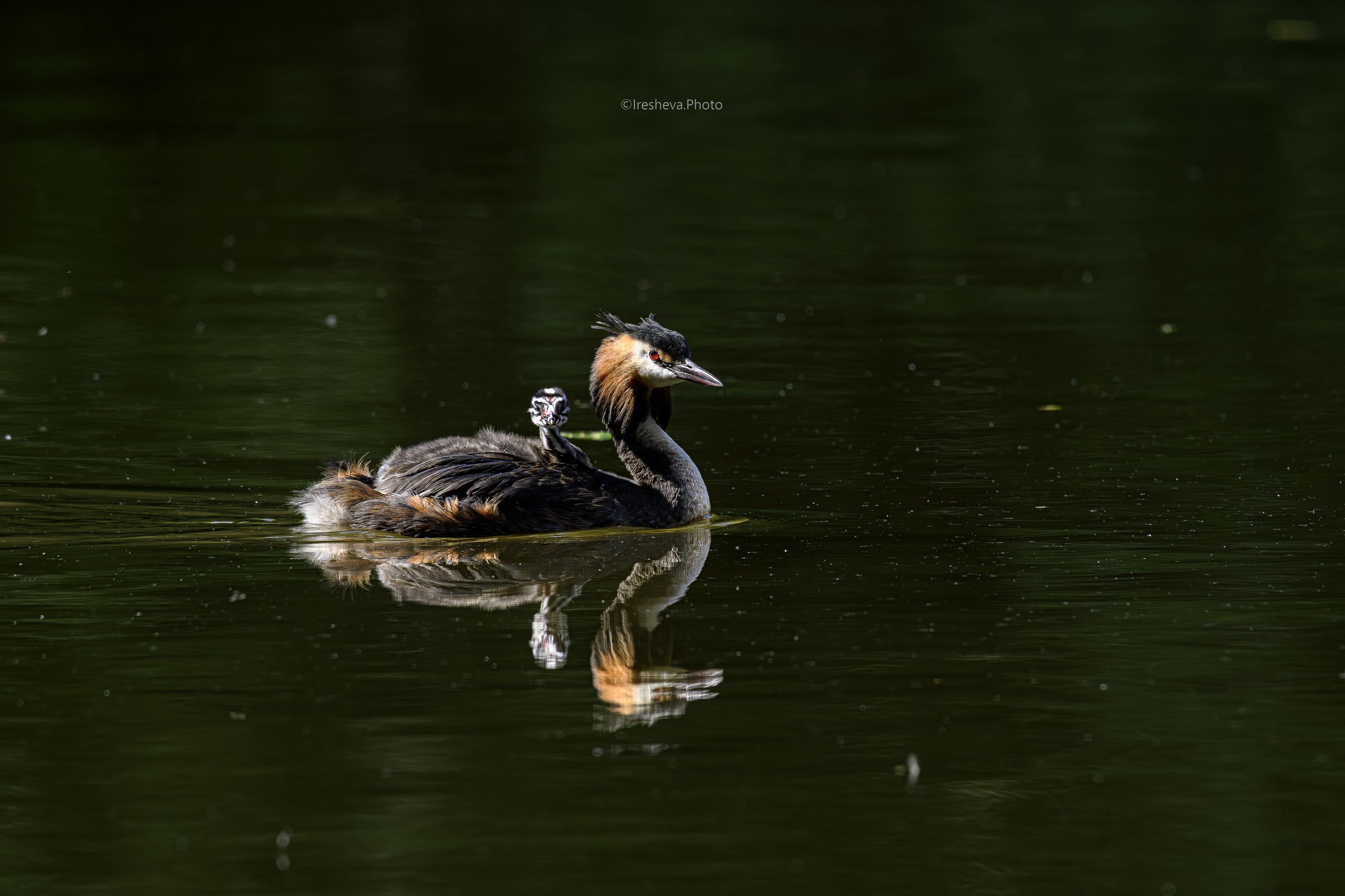 Чомга, птица,птенец, Ирешева Мария