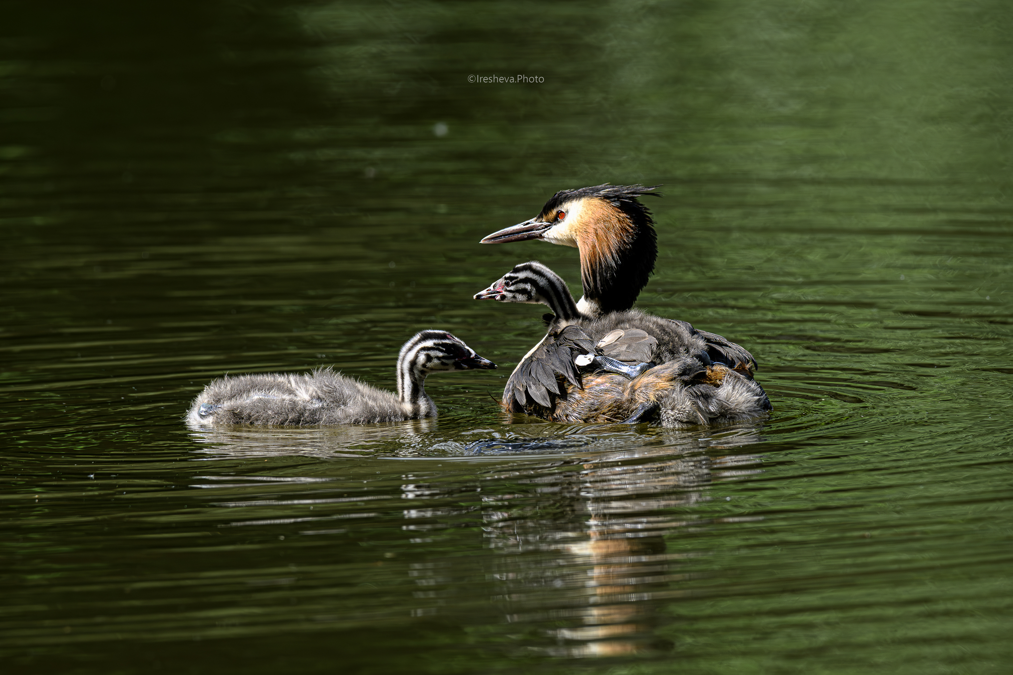 Чомга,птица,птенцы, Ирешева Мария