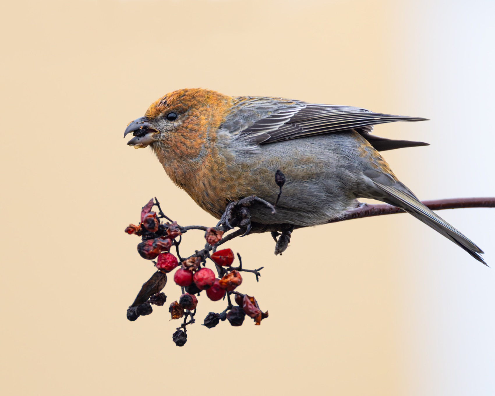 щур, птицы, Ruslan Pl