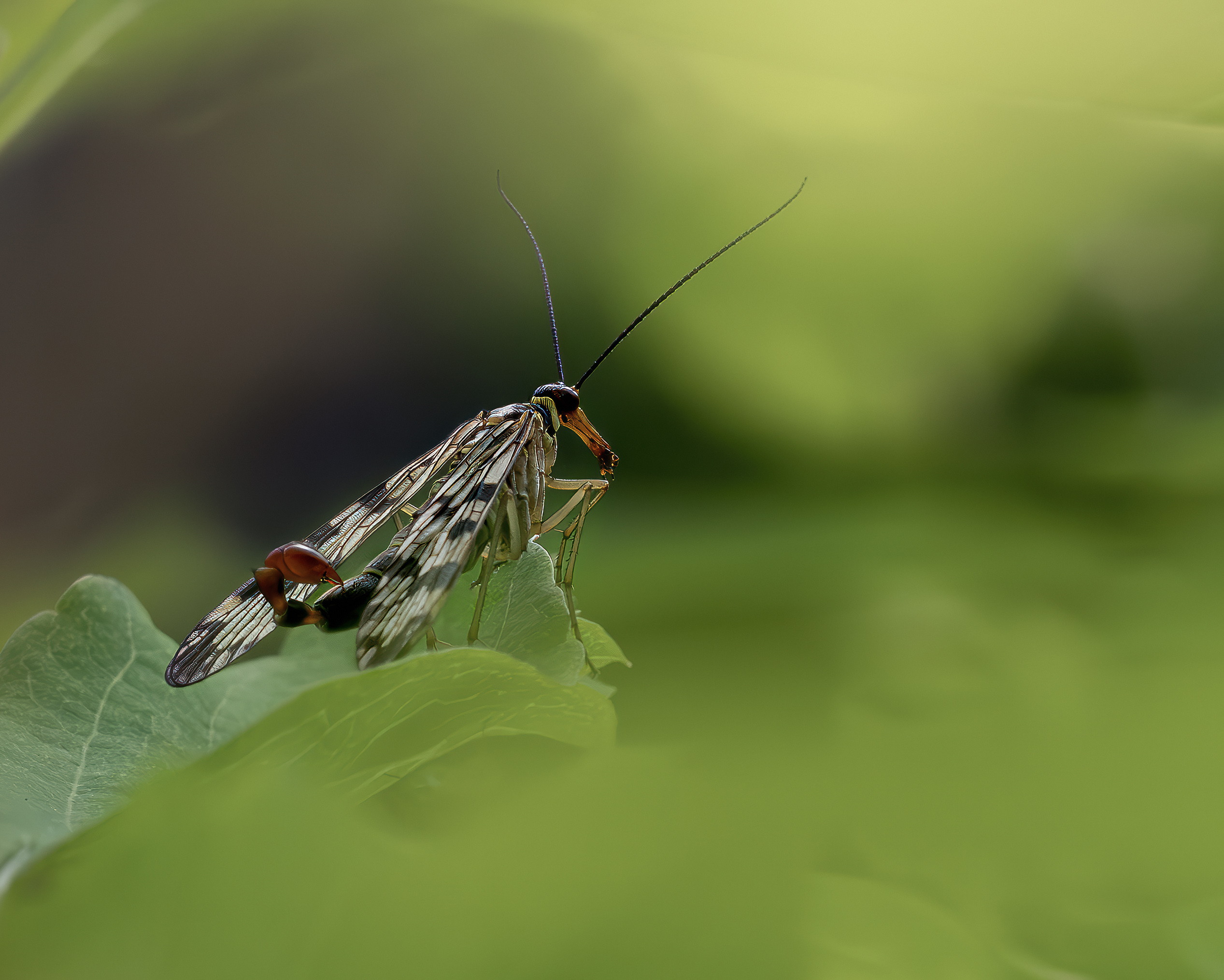 лето макро скорпионница насекомые природа, Ворожцова Марина