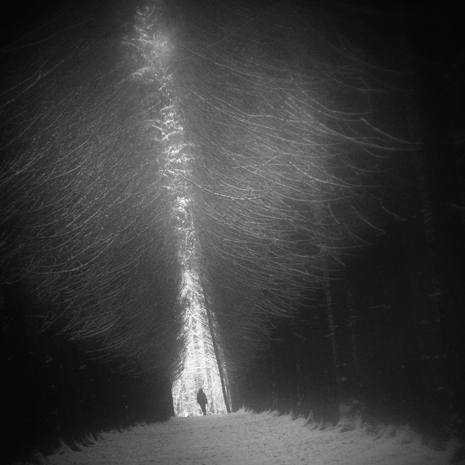 чб, лес, Сергей Кот