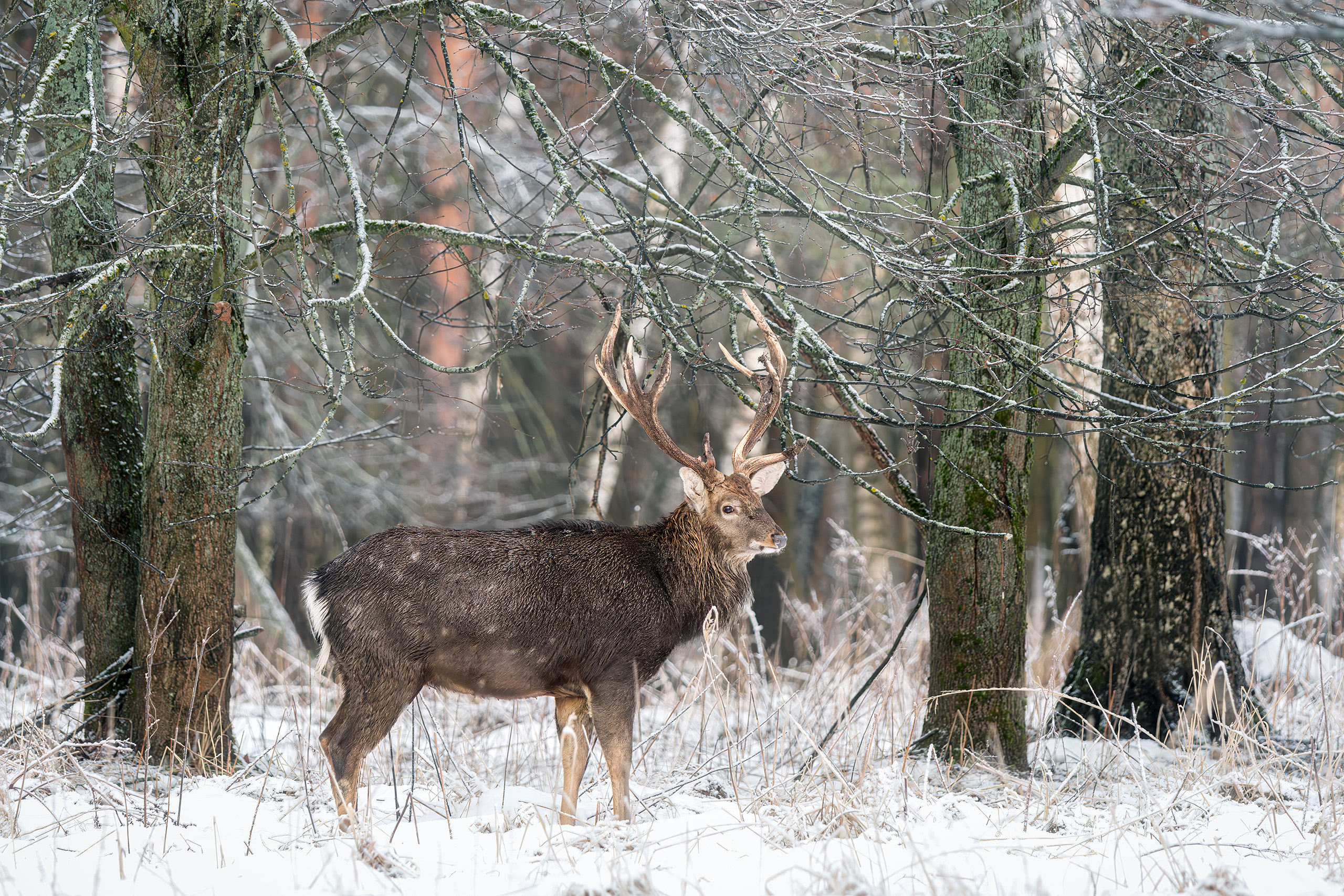 олень, пятнистый олень, фотоохоты, зима, природа, лес, deer, nature, winter, snow , Михаил Ездаков