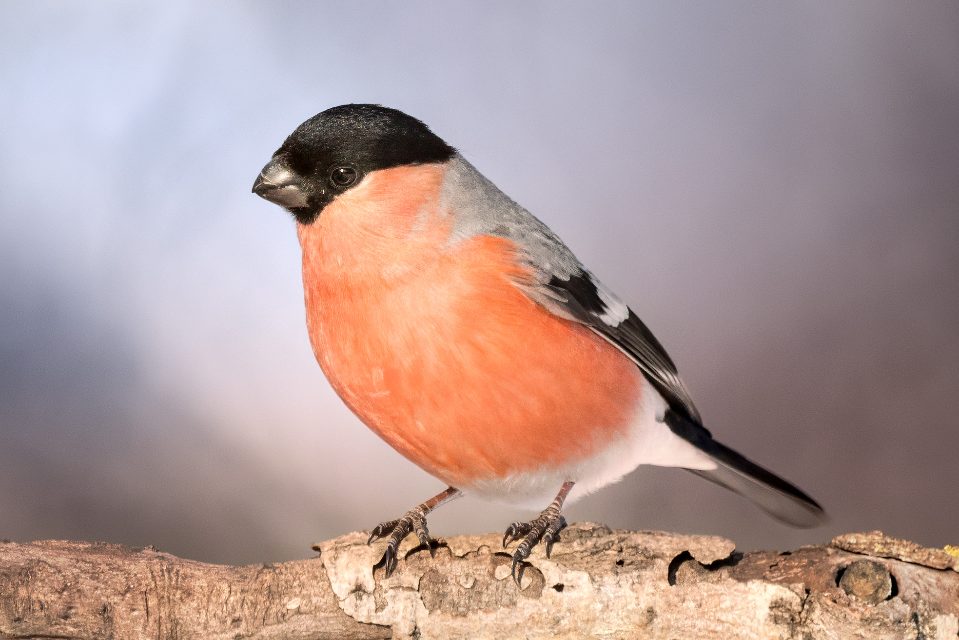 природа, фотоохота, птицы, зима, снегирь, bullfinch, birds, birdwatching, Михаил Ездаков
