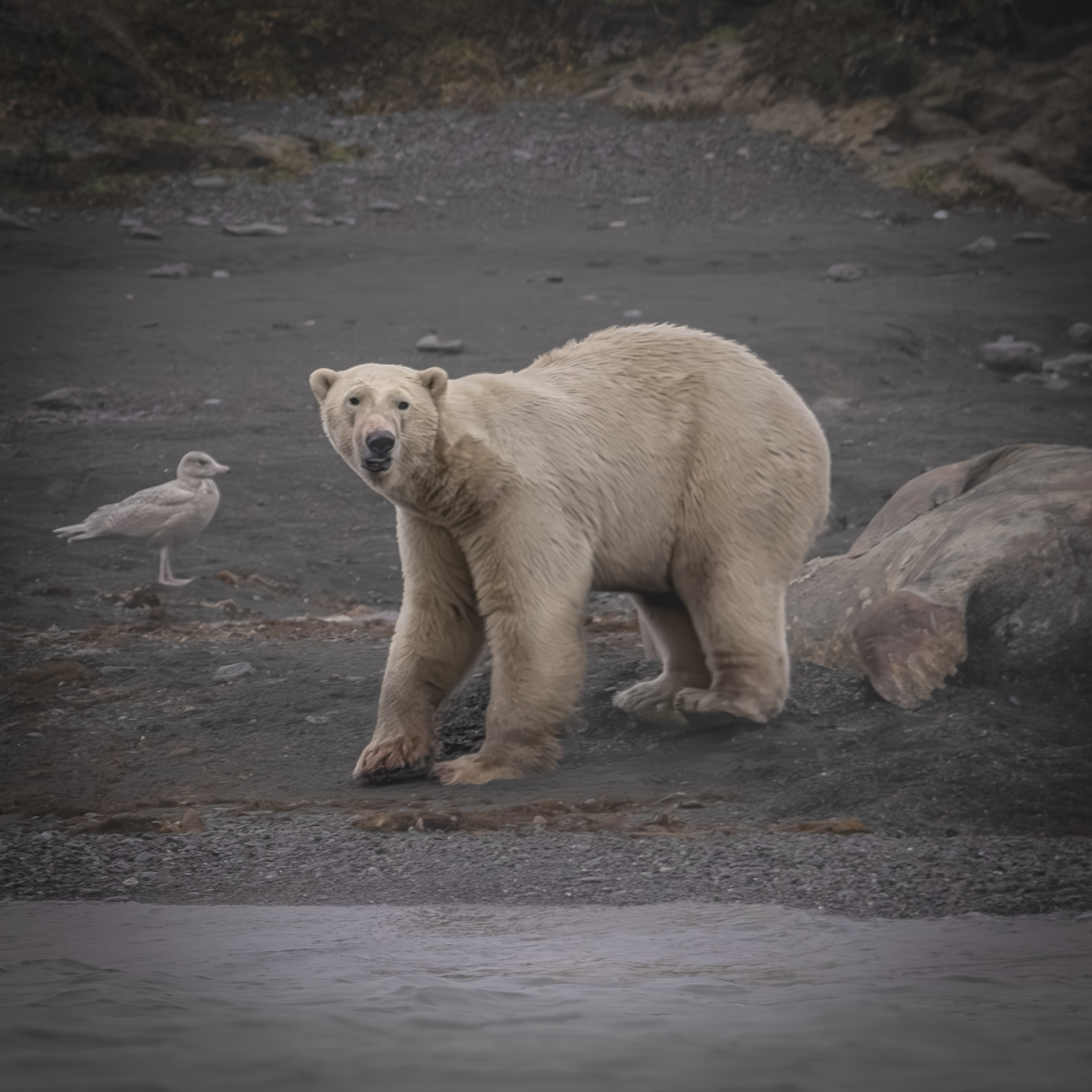 , Лаврентьев Александр