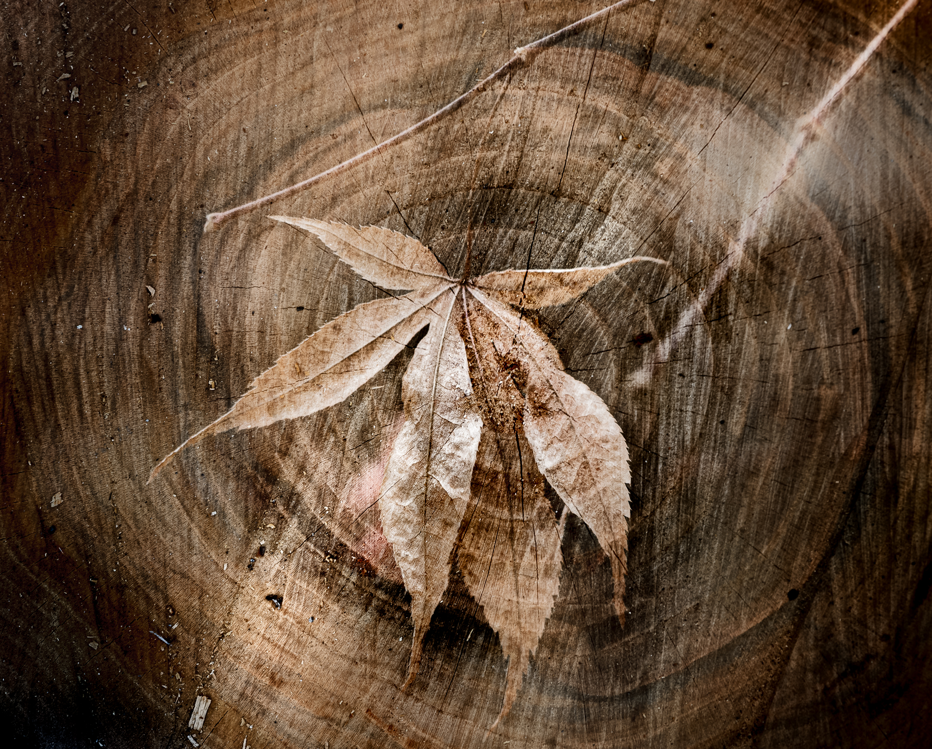 мультиэкспозиция, Неля Рачкова