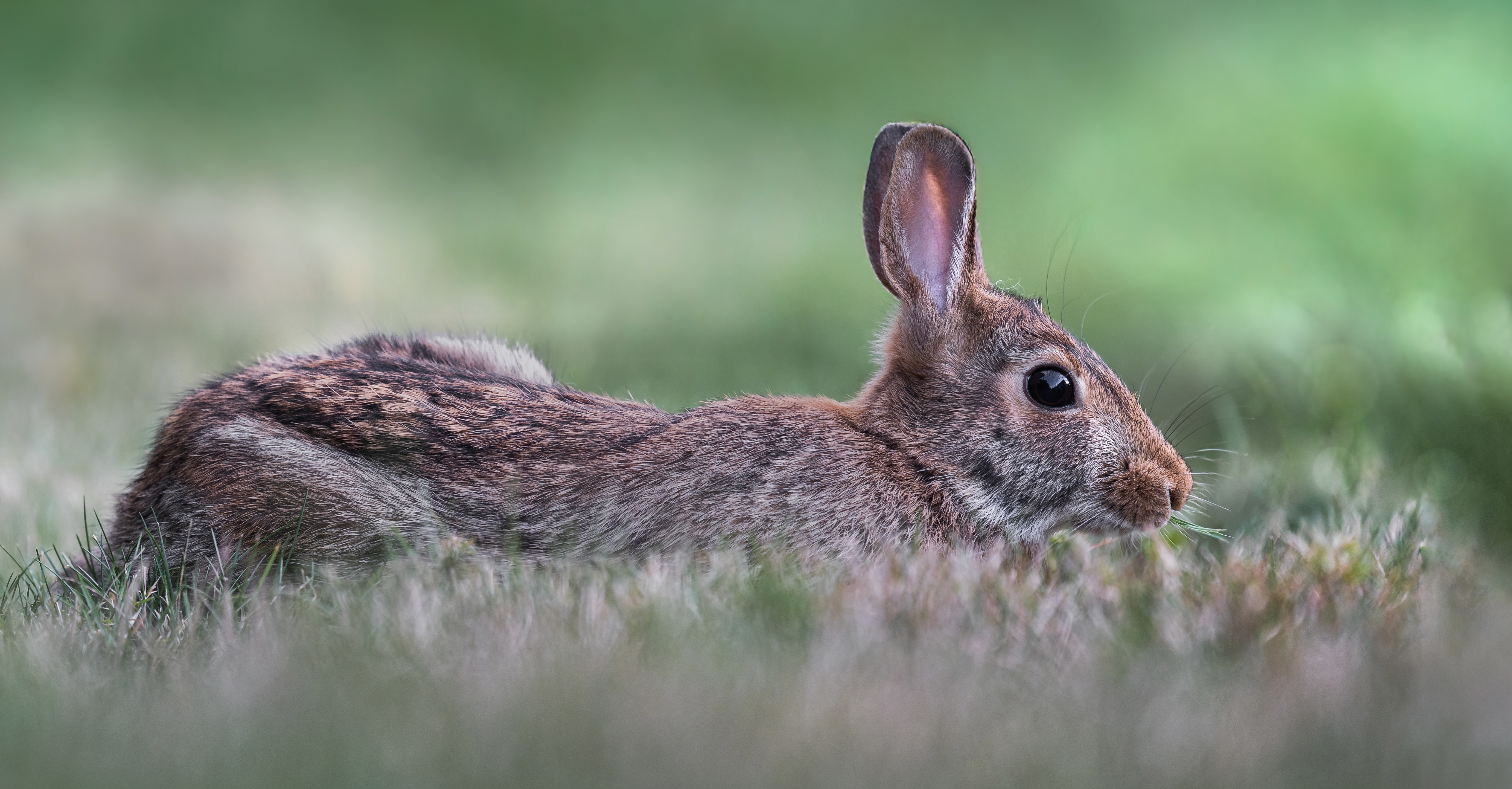 rabbit, bunny, animal, wild, nature, Atul Saluja