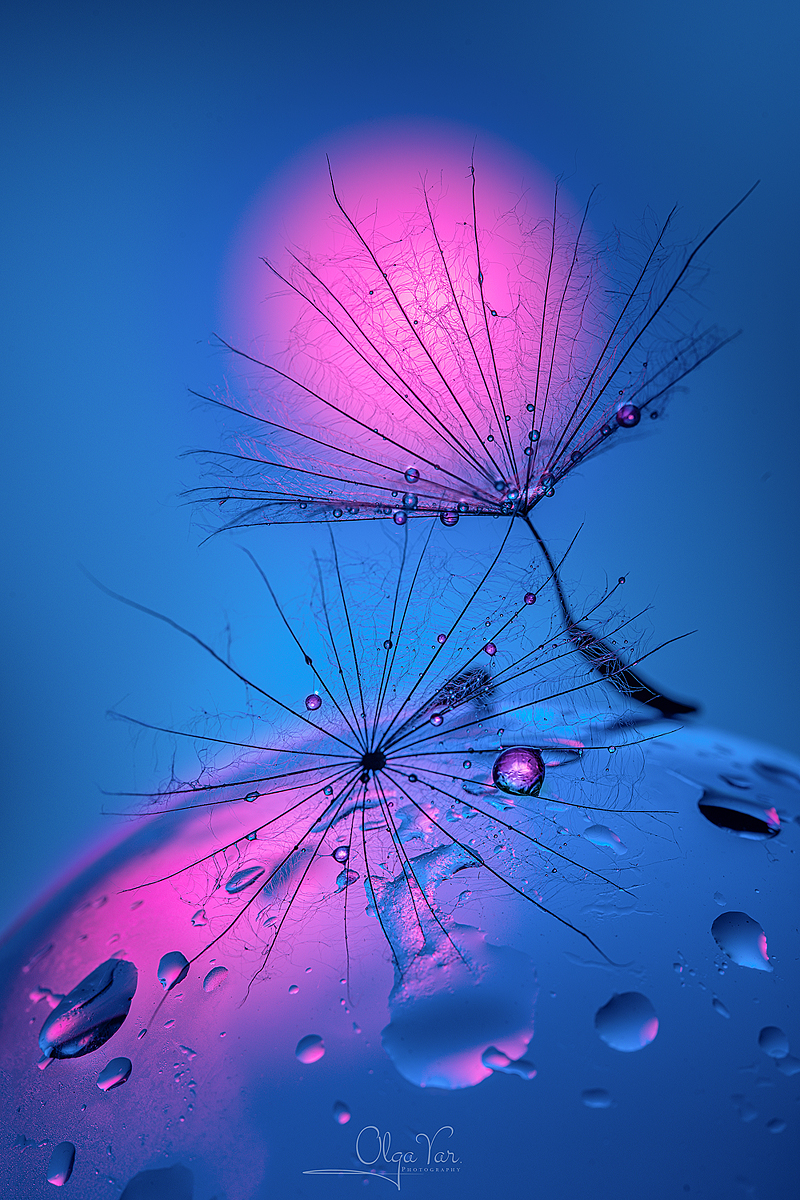 макро, розовый, голубой, капли, Ольга Яр