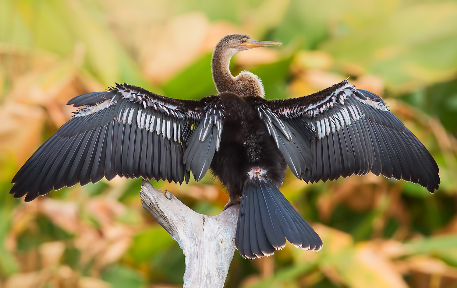 anhinga, американская змеешейка, florida, birds, птицы, Etkind Elizabeth