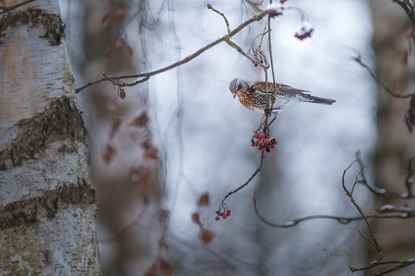 , Дмитрий Посевич