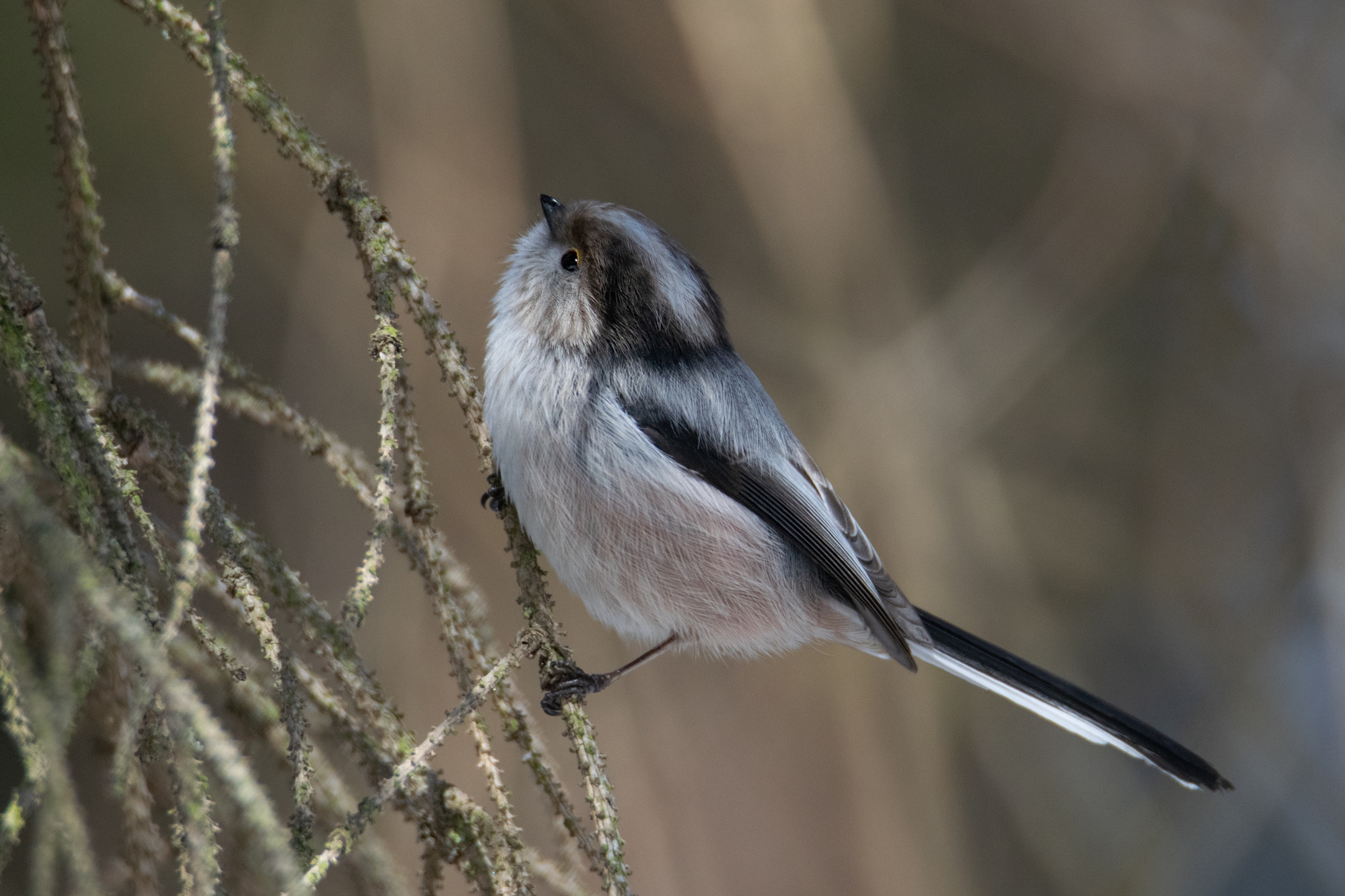 ополовник,aegithalos caudatus,владикавказ,северная осетия, Denis Vetrenko