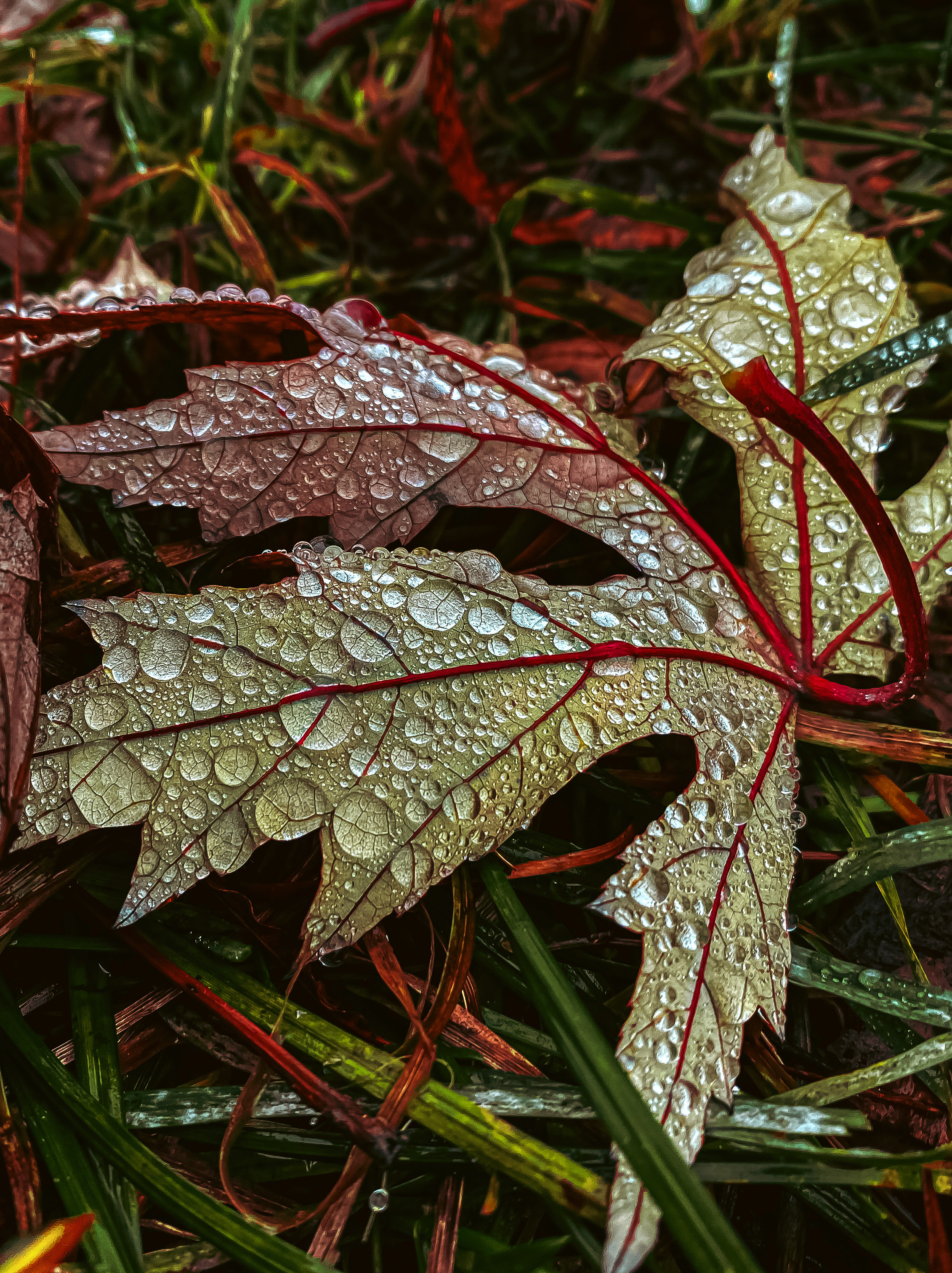 , Алинция Савельева