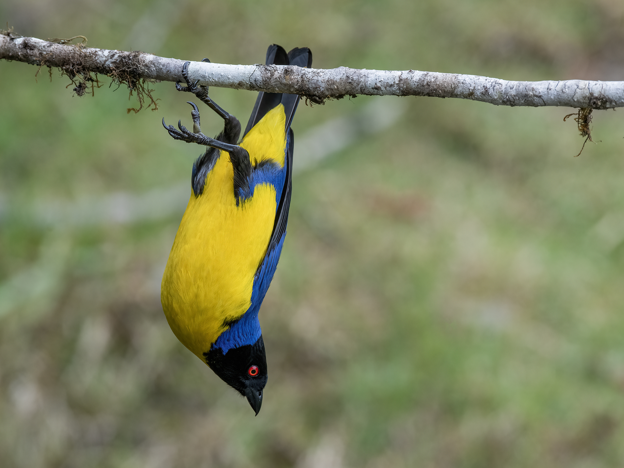 , Fernando Burgalin Sequeira