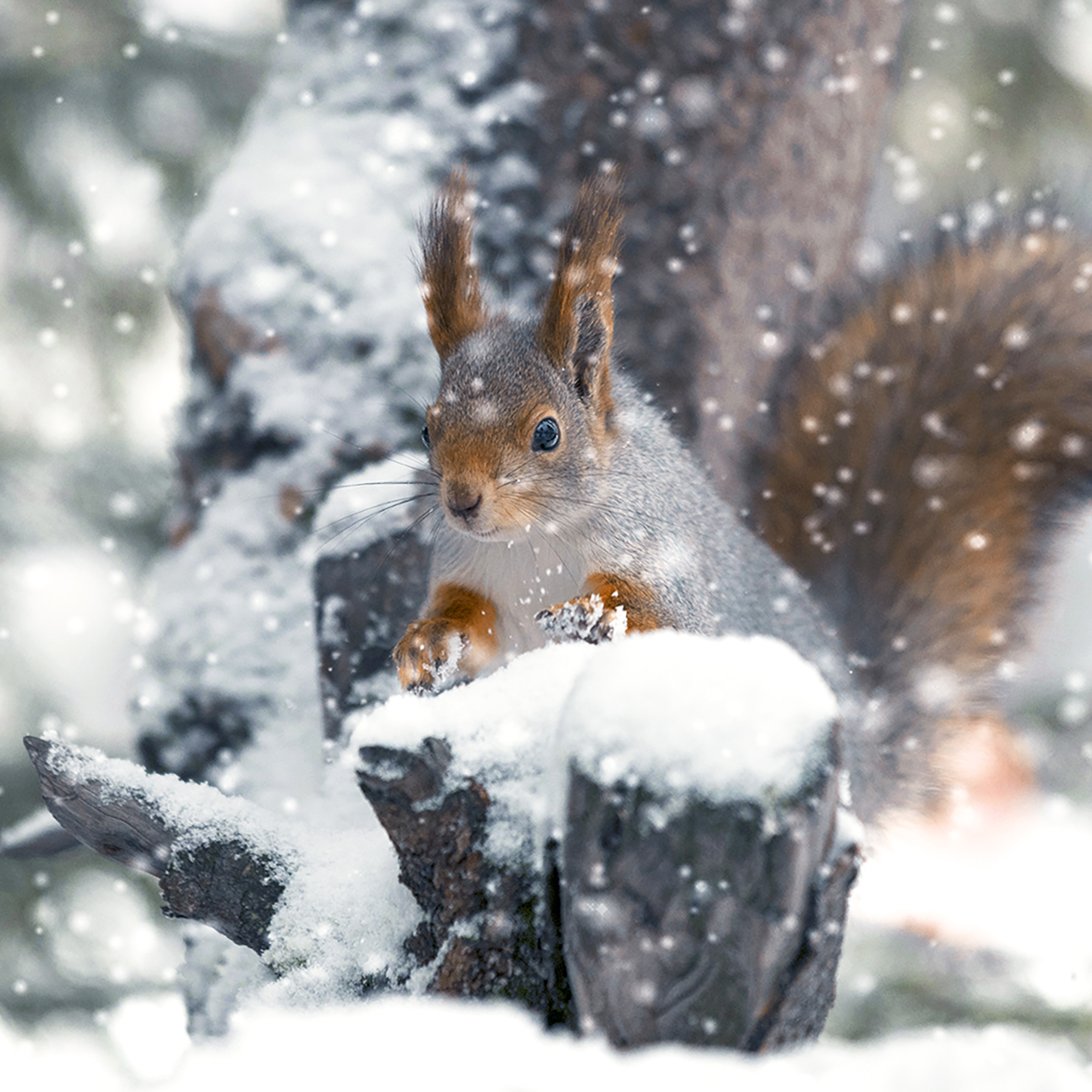 белка,Зима,, Ермохина Наталья