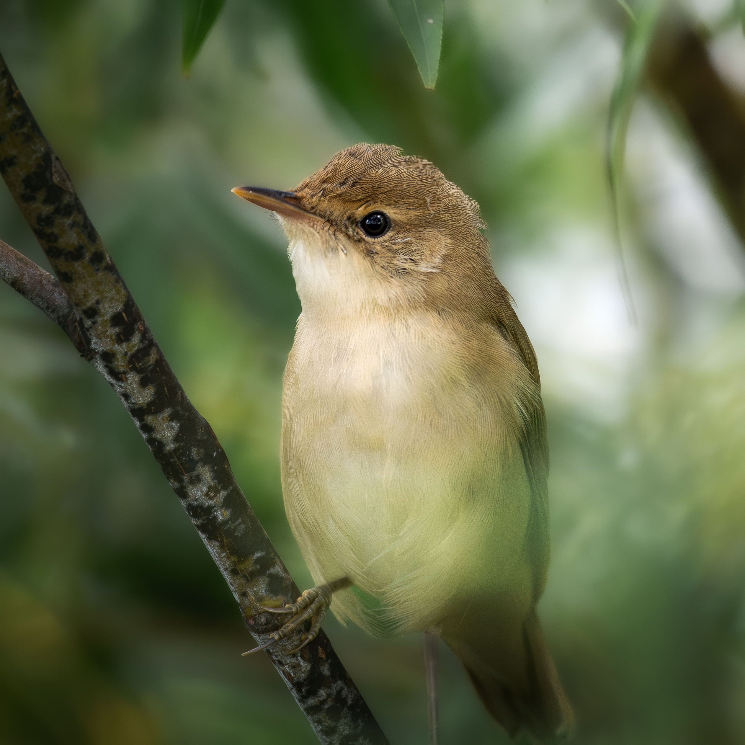 , Полина Шальнева