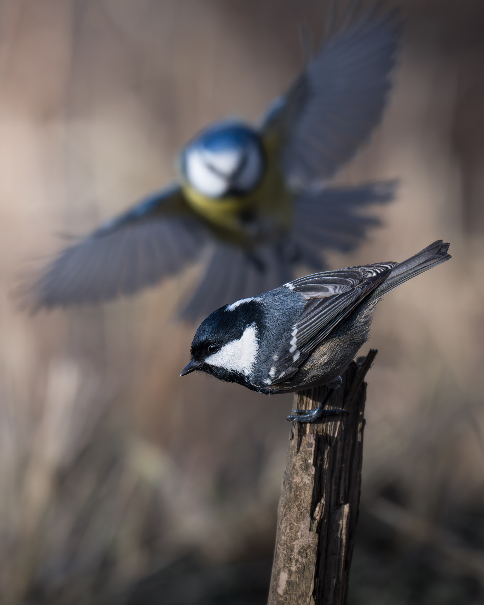 , Поляков Михаил