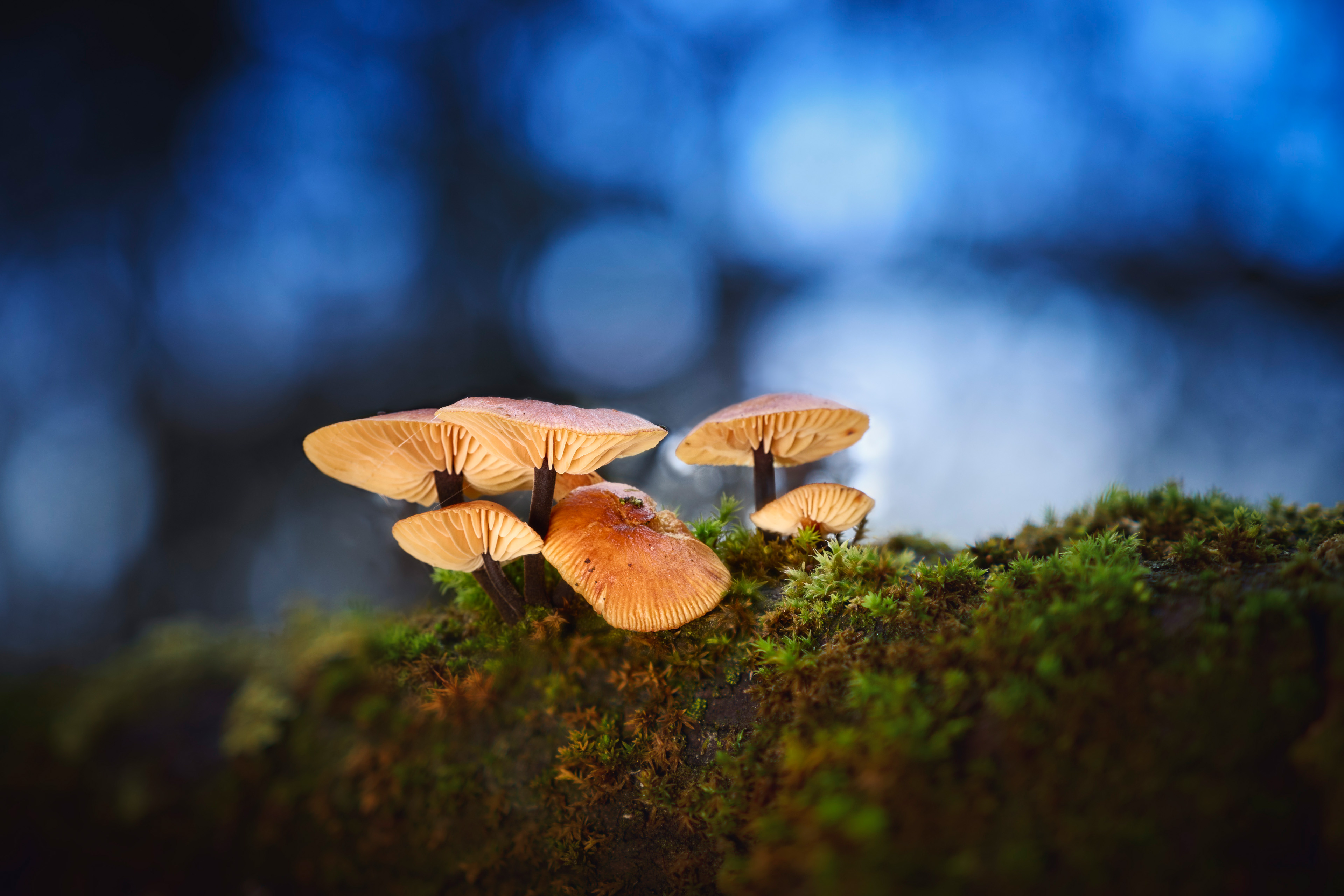 грибы, лес, Валерий Вождаев