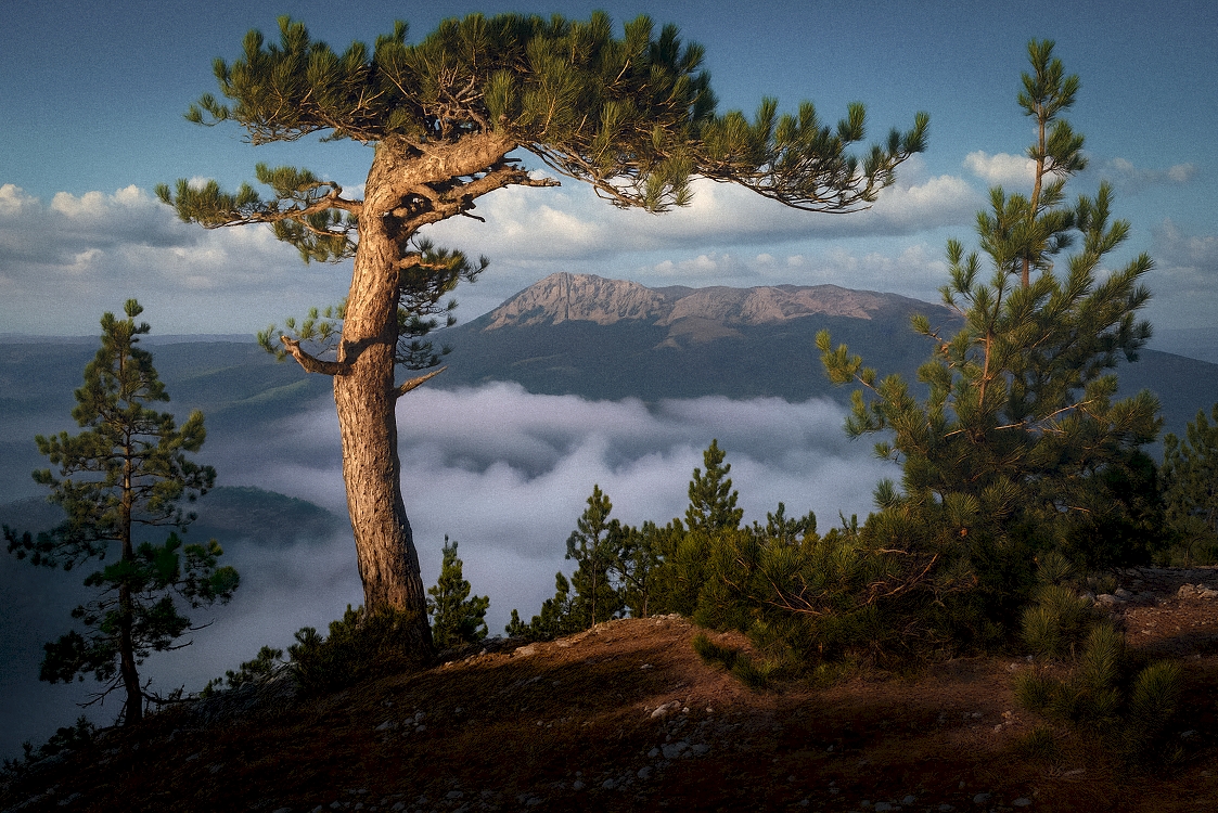 крым, горы, сосна, чатыр-даг, бабуган, Пучков Алексей