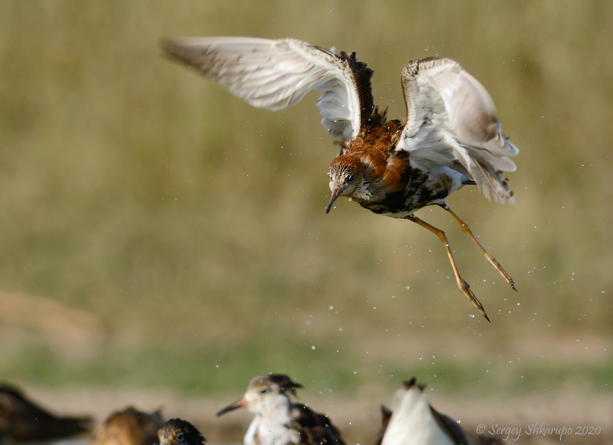 , Сергей Шкарупо
