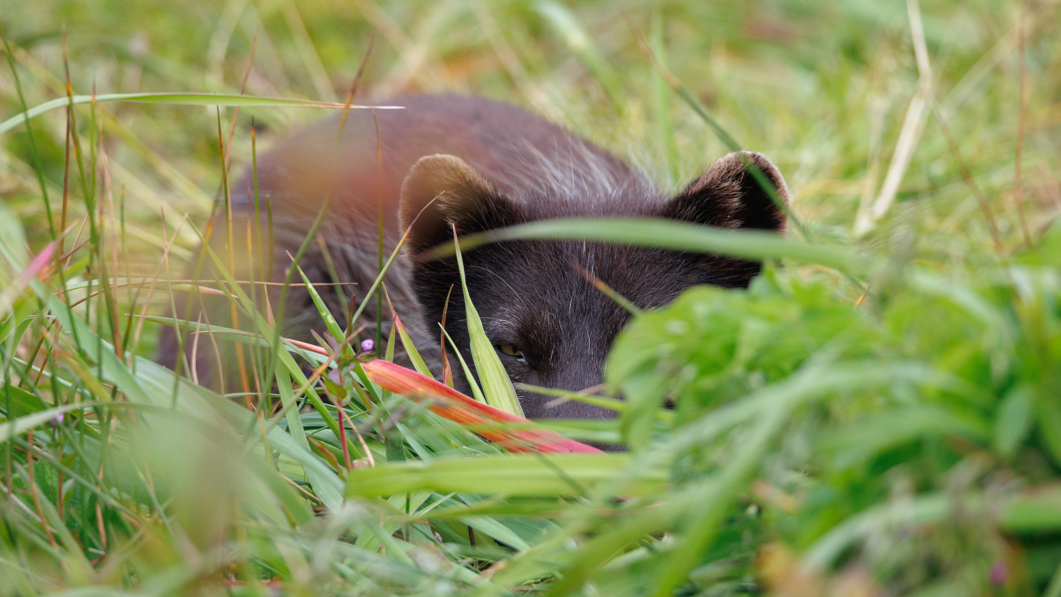 песец, командоры, бухта, буян, Vladimir goiiiguk