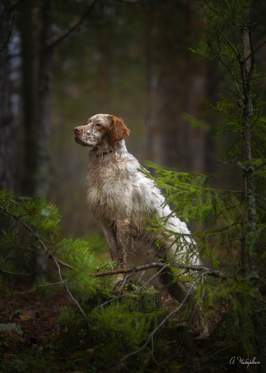 английский_сеттер, портрет, охота, Чибиркин Александр