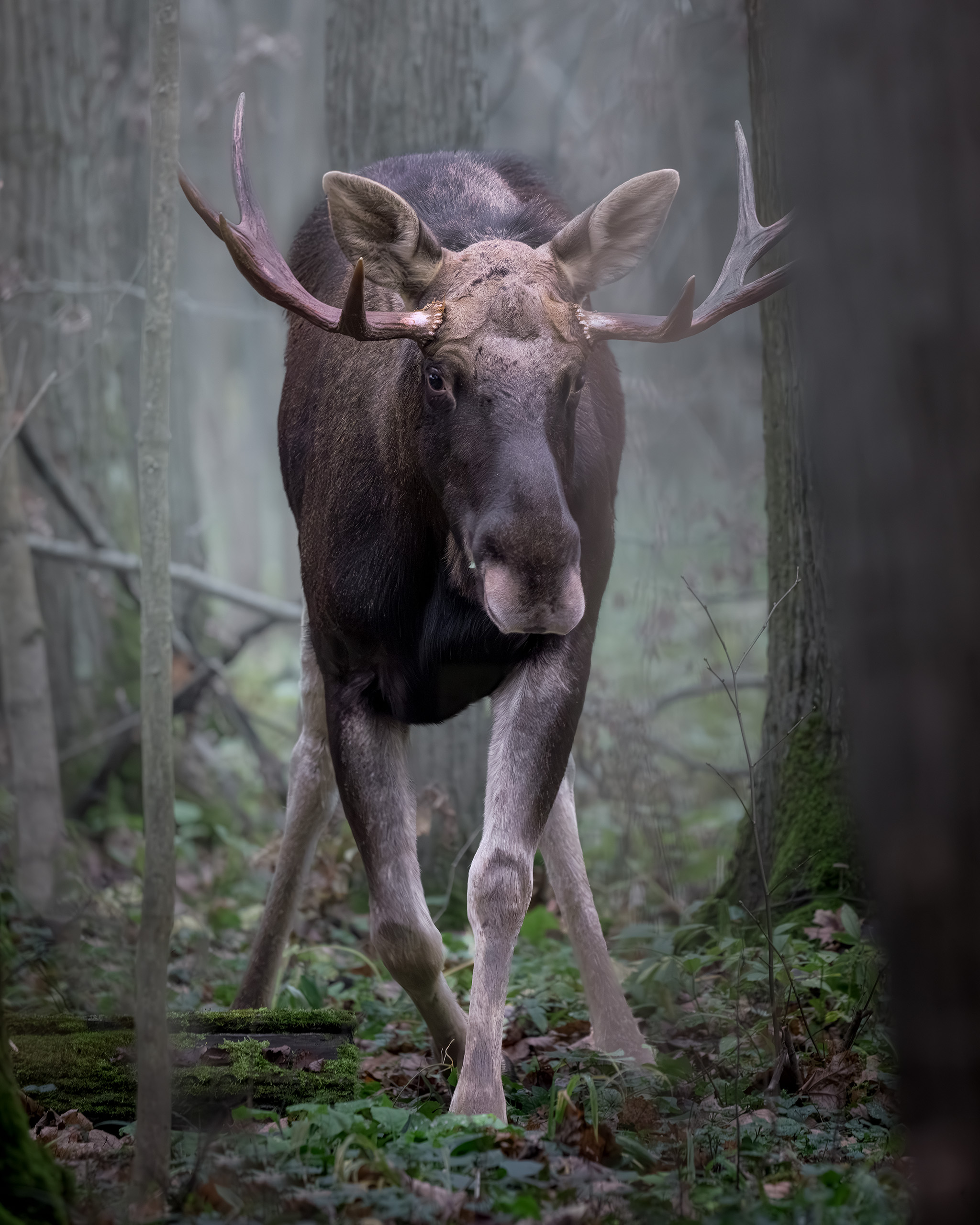 животные, лось, осень, лес, ноябрь, фотоохота, природа, moose, elk, animals, wildlife, Михаил Ездаков