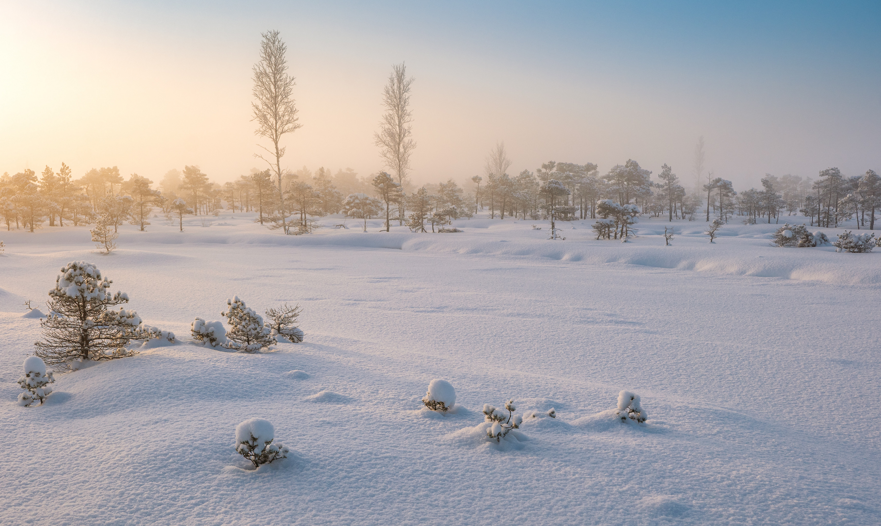 , Гордон Николай